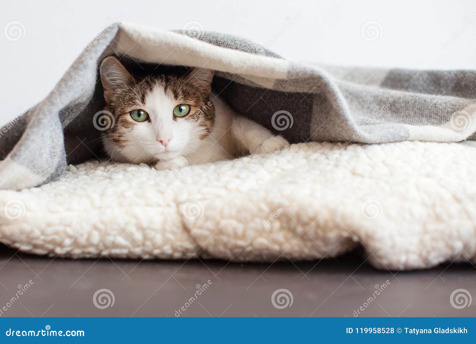 Cat under blanket stock photo. Image of funny, soft 119958528