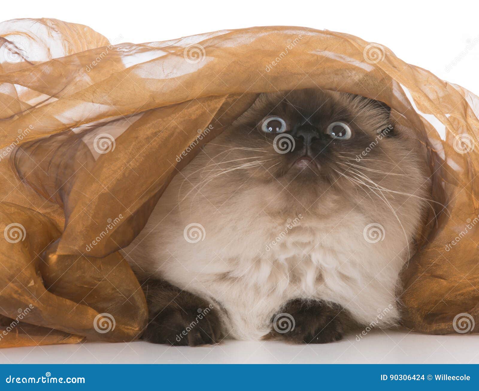 Cat under blanket stock photo. Image of hiding, purebred 90306424