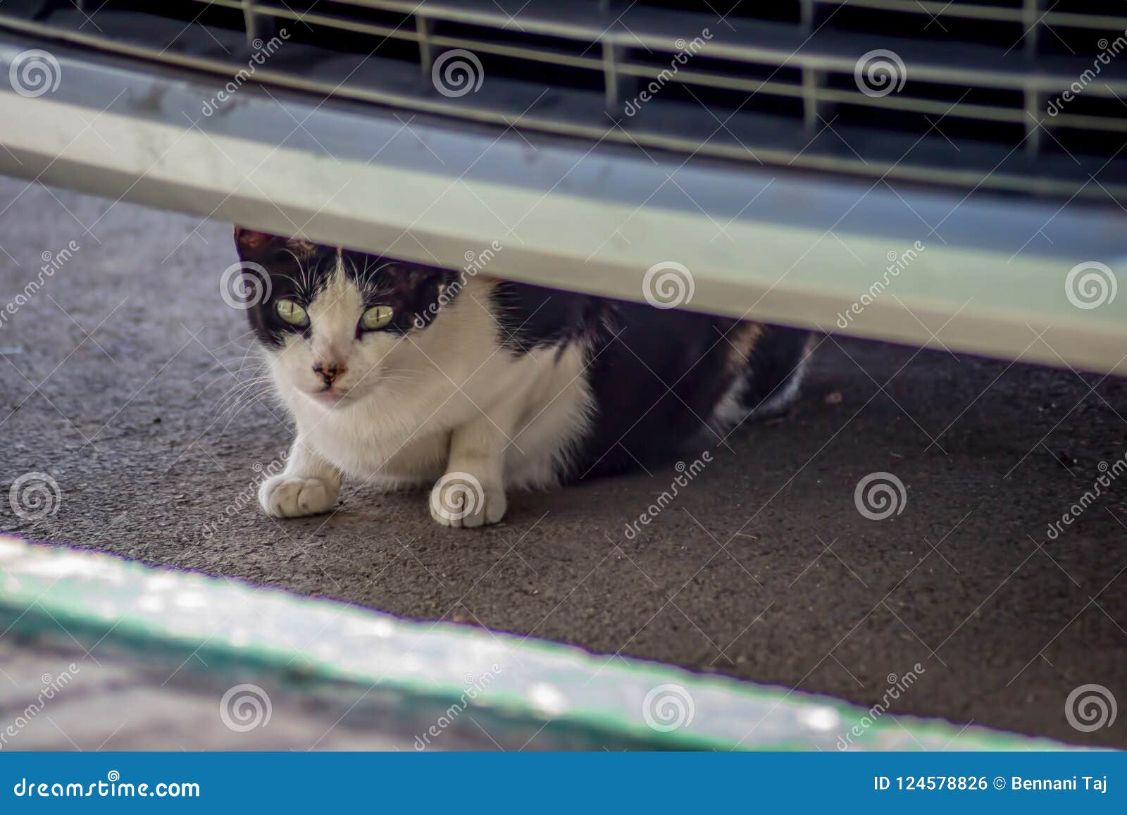 Cat hiding under car stock photo. Image of door, road 124578826