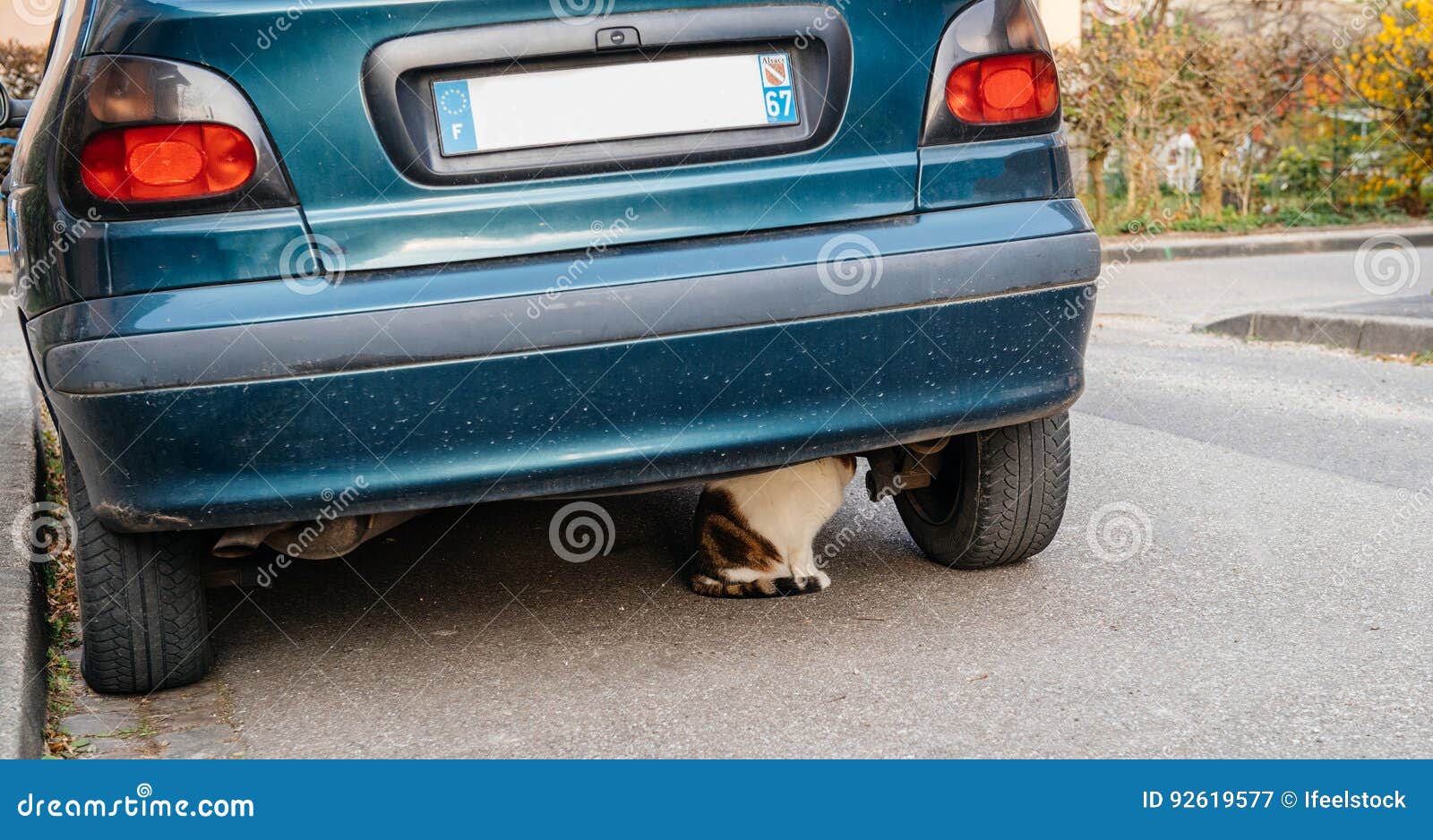 Cat under car hiding stock image. Image of mammal, street 92619577