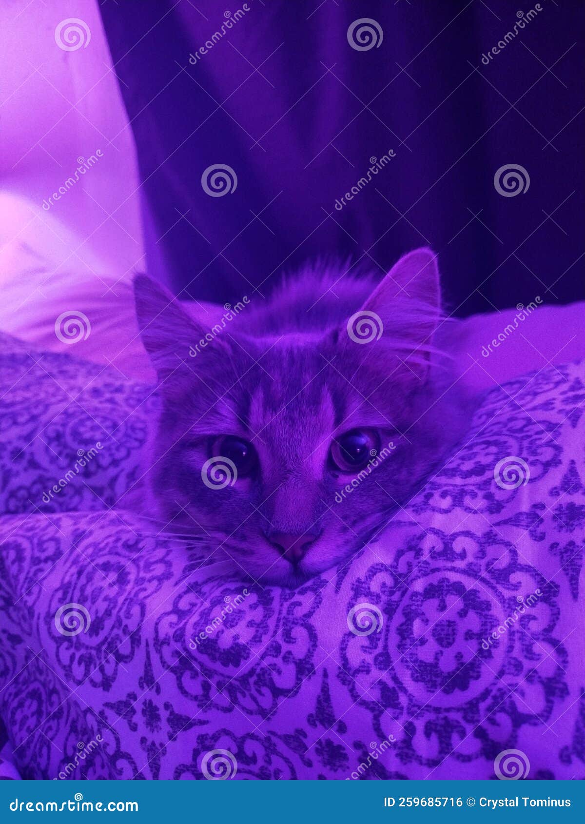 Cat under colored light stock photo. Image of violet 259685716