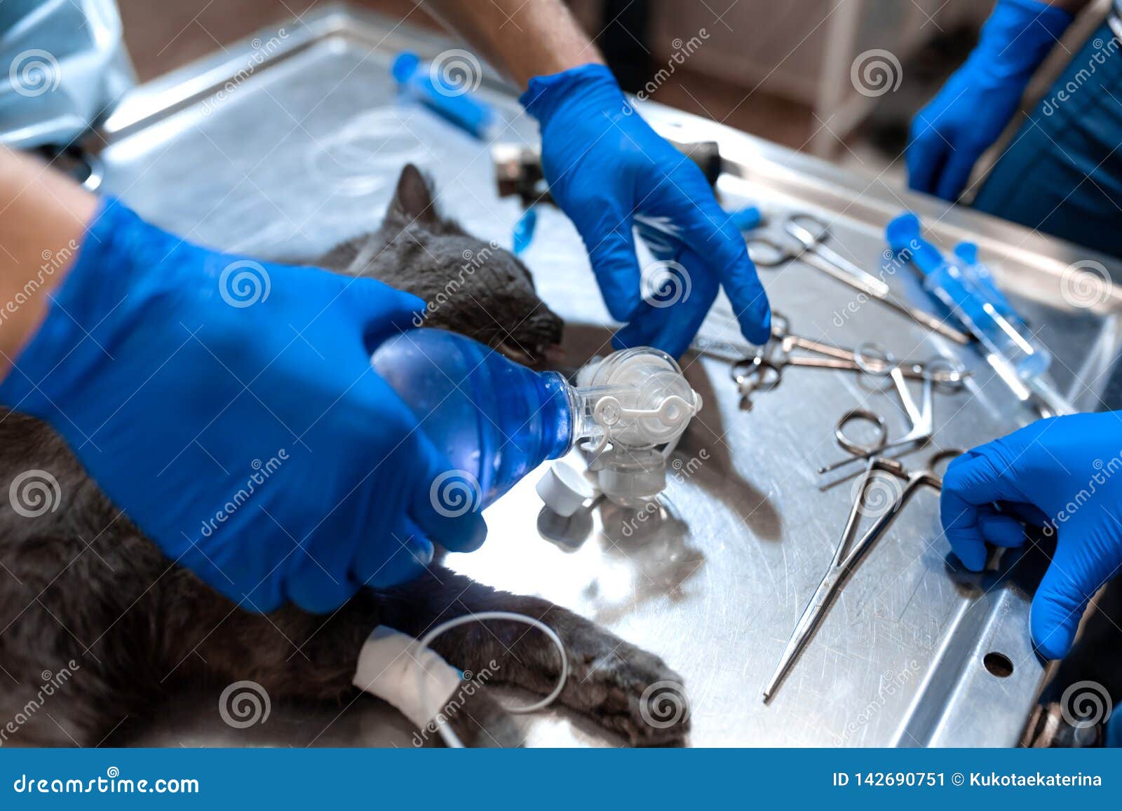 Cat Under General Anesthesia on the Operating Table. Pet Surgery Stock Image Image of hand