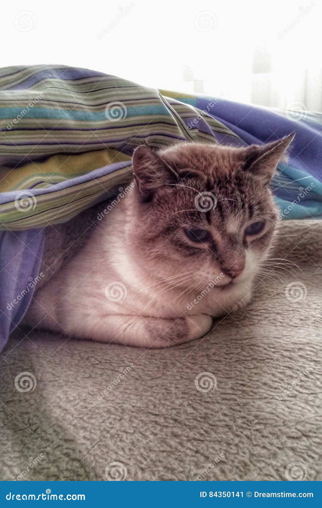 cat under sheets
