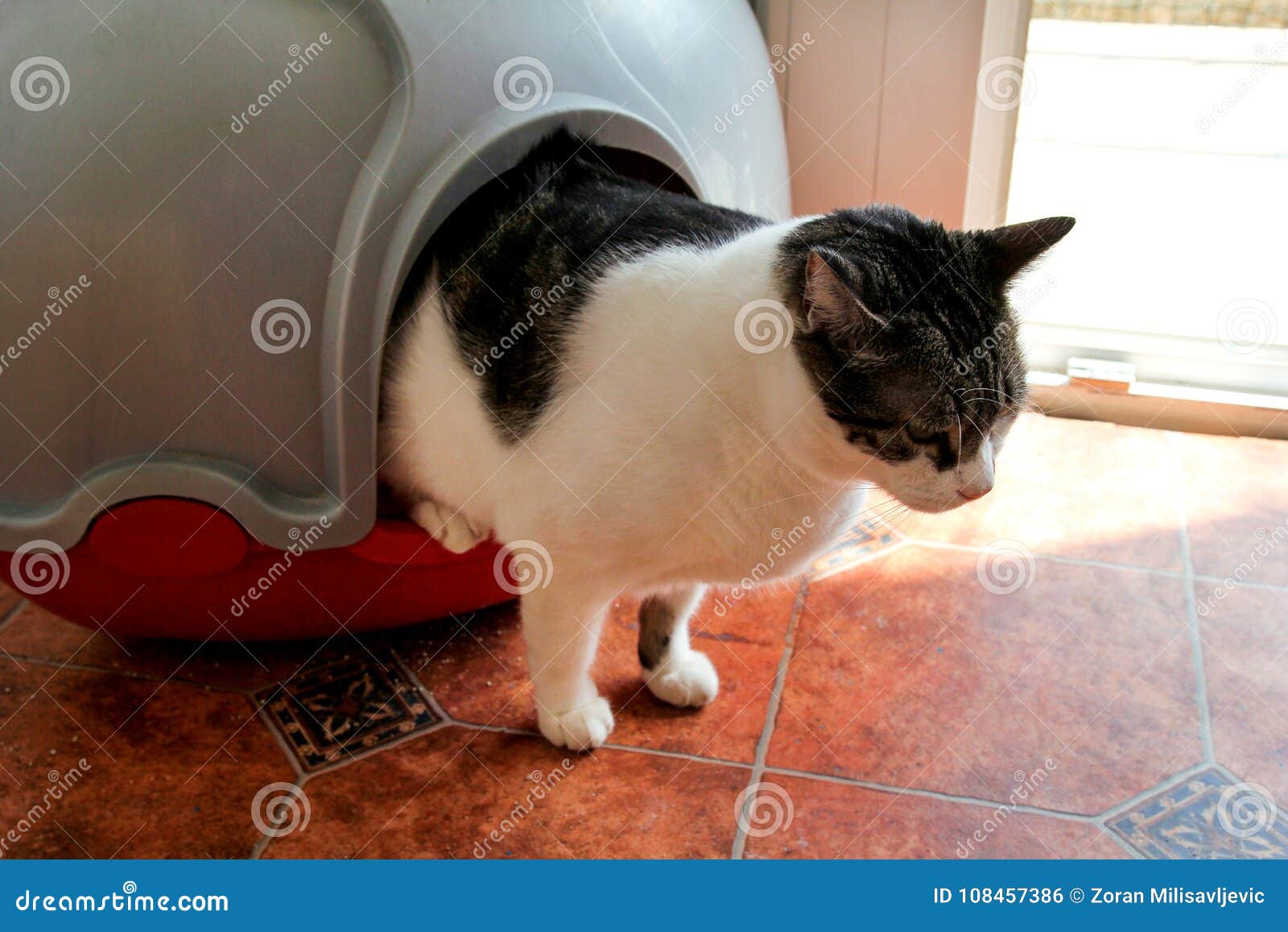 Cat Using Toilet Cat In Litter Box For Pooping Or Urinate