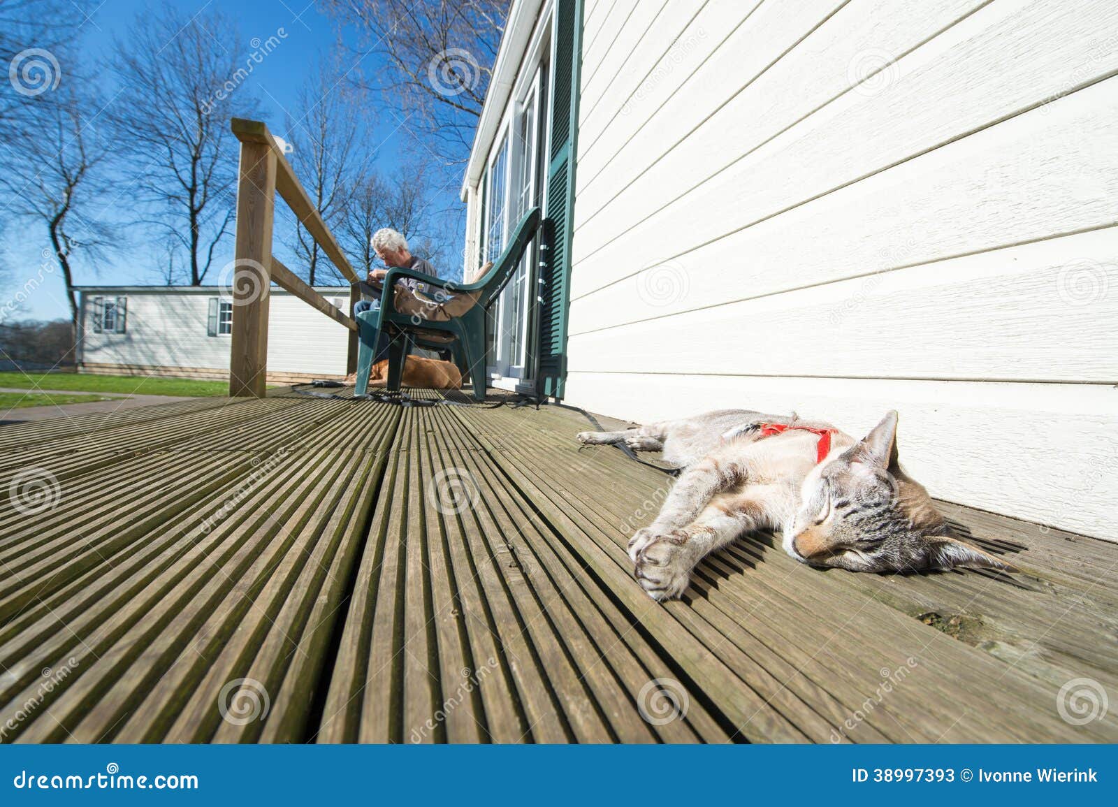 Cat on vacation stock image. Image of leisure, sunshine 38997393