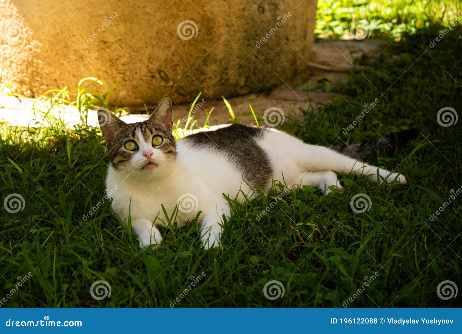 A Cat with a Very Funny Meme Surprised Expression on His Face is Resting in  the Shade on the Grass Stock Photo - Image of animal, white: 196122088