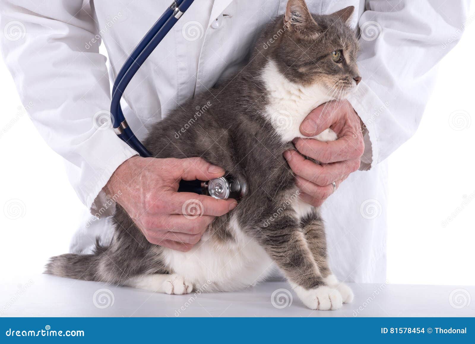 Cat at the vet clinic stock photo. Image of doctor, medicine 81578454