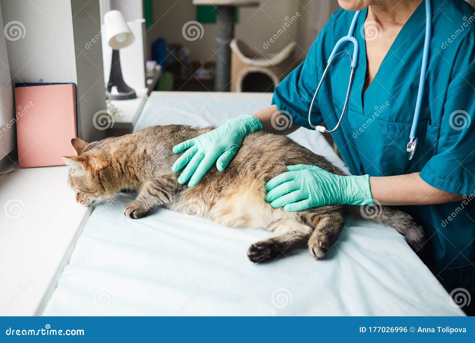 Cat in vet clinic stock photo. Image of smiling, hospital - 177026996