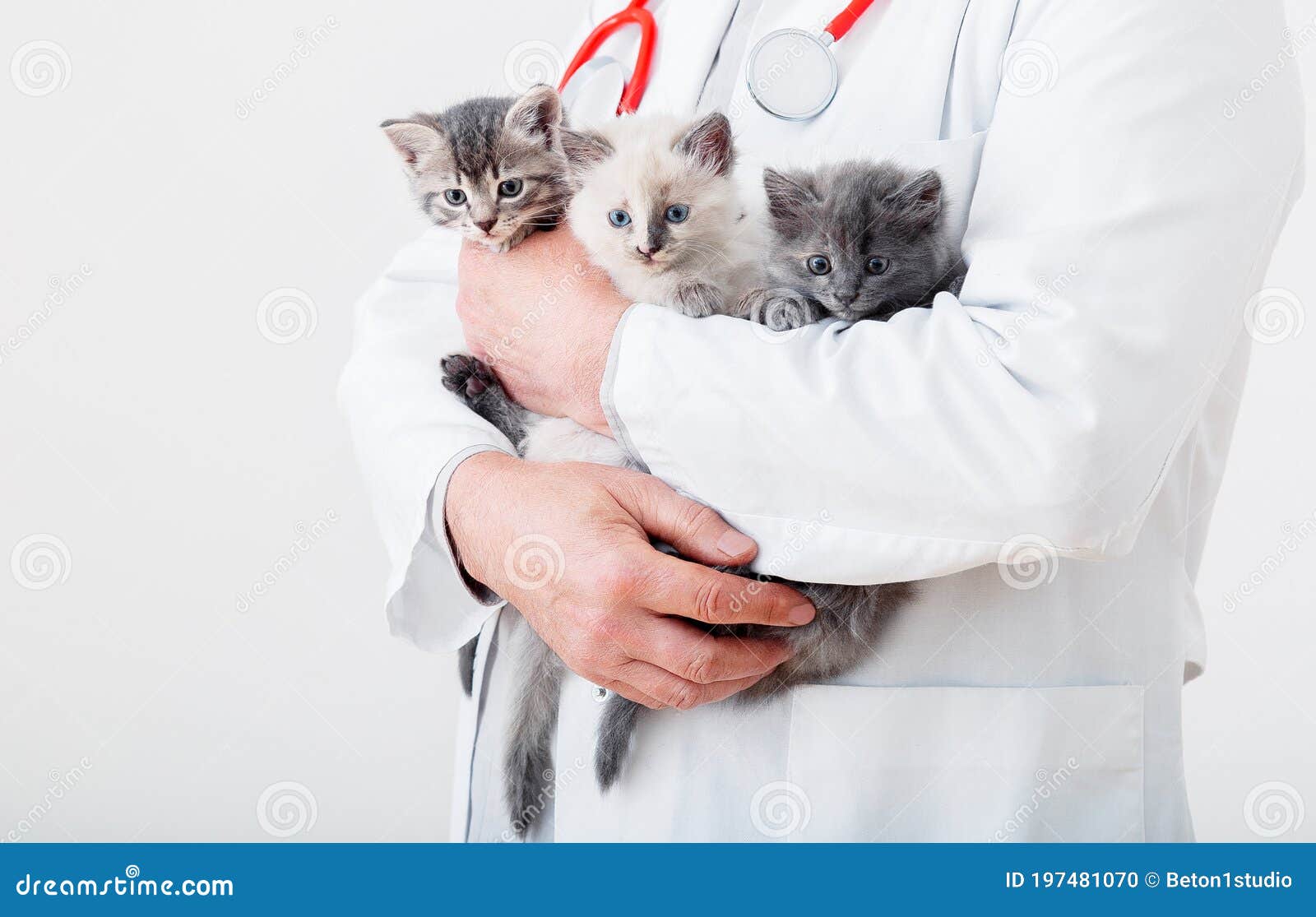 download cat vet near me download cat vet near me