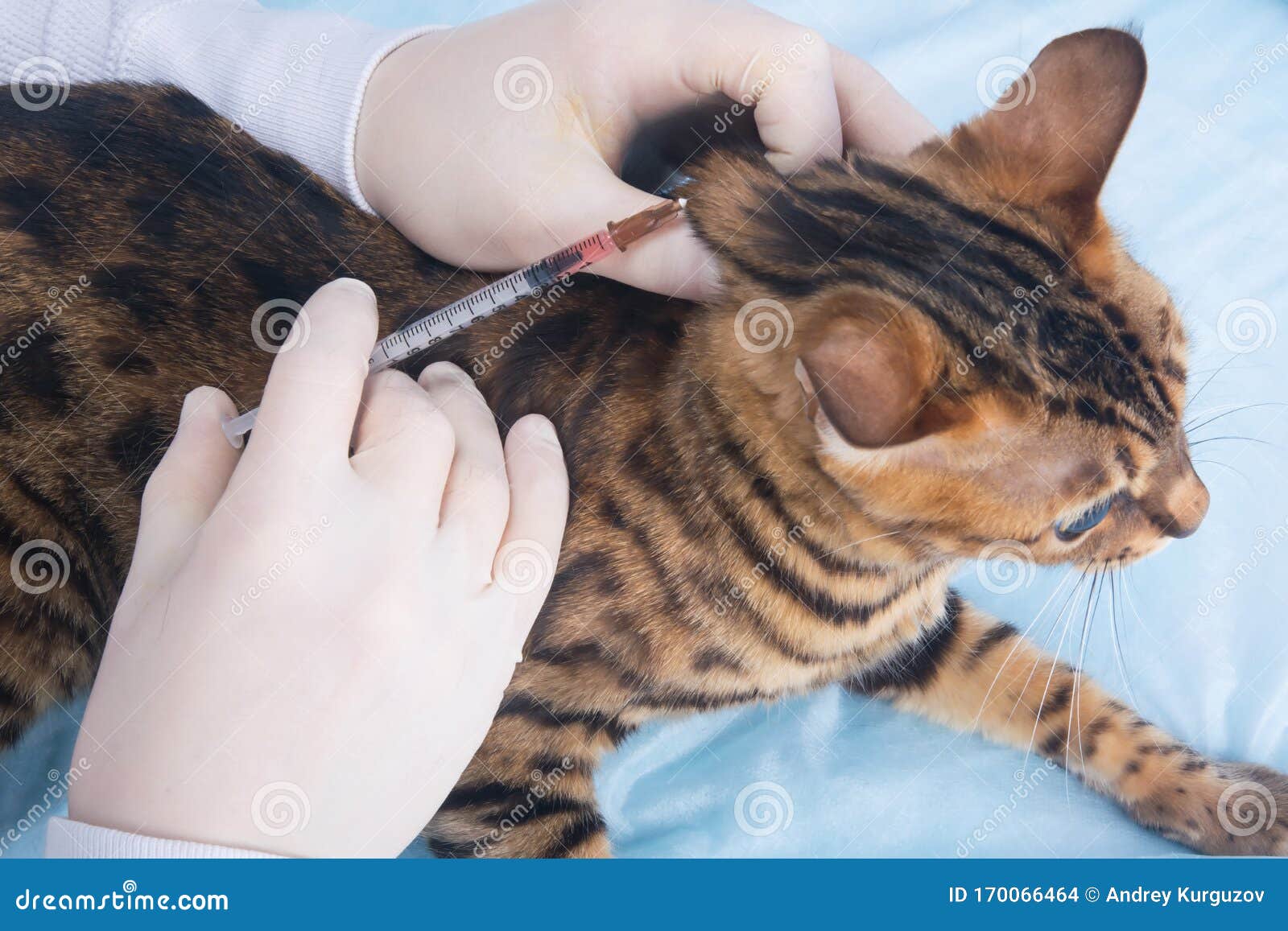 Cat in Veterinary Clinic, on Routine Vaccination, Closeup, Hands in