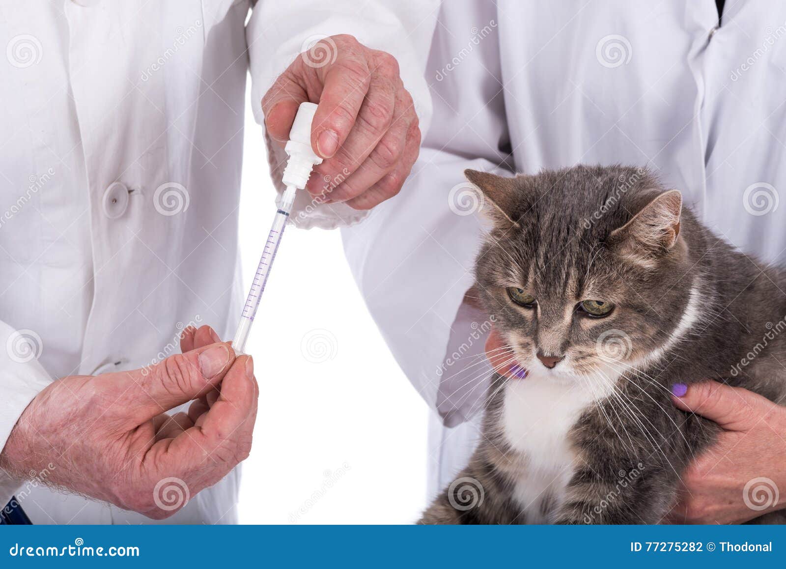 Cat at the Veterinary Clinic Stock Photo Image of medical, clinic