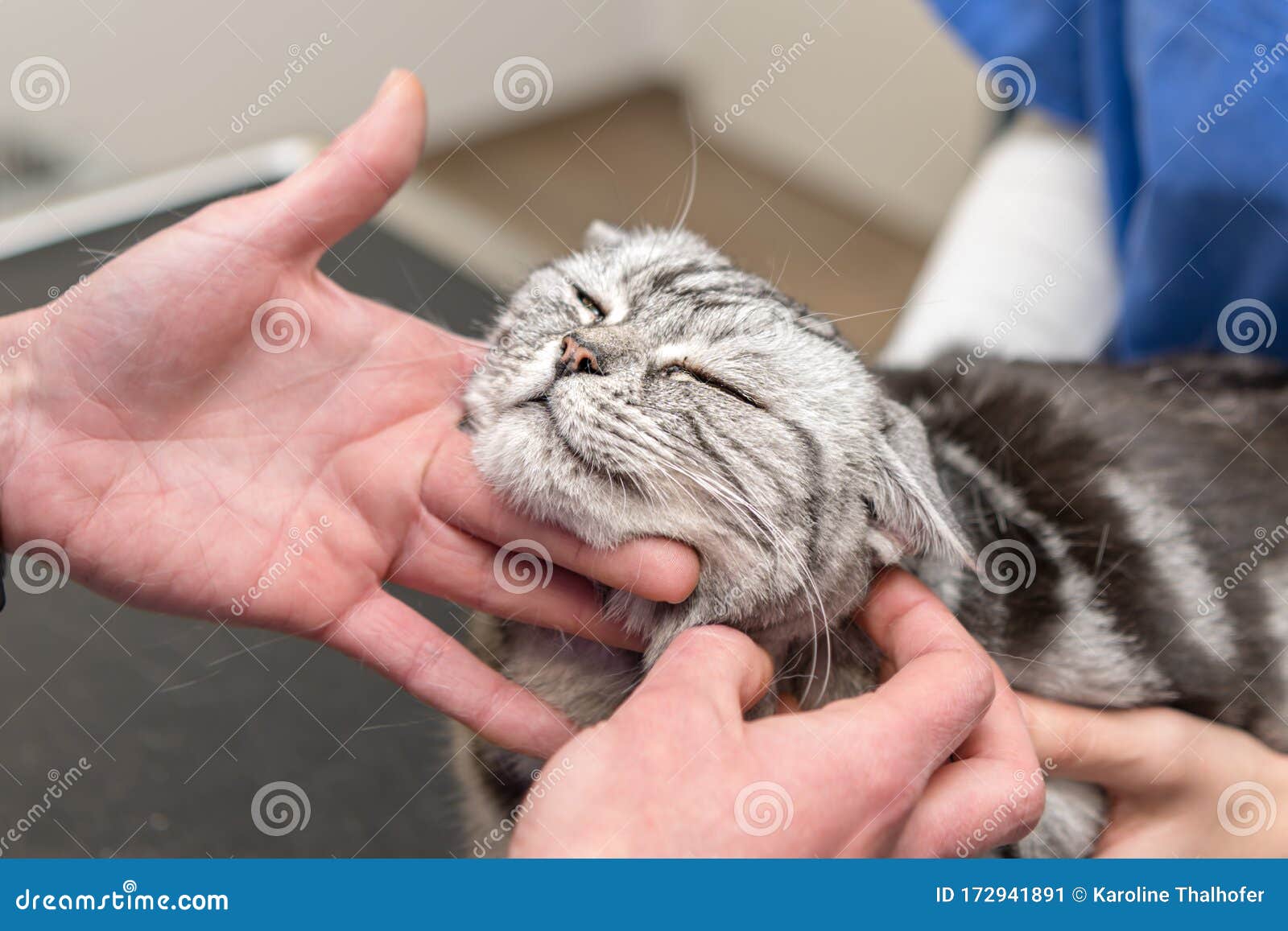 Cat in the Veterinary Practice is Examined by the Veterinarian Stock