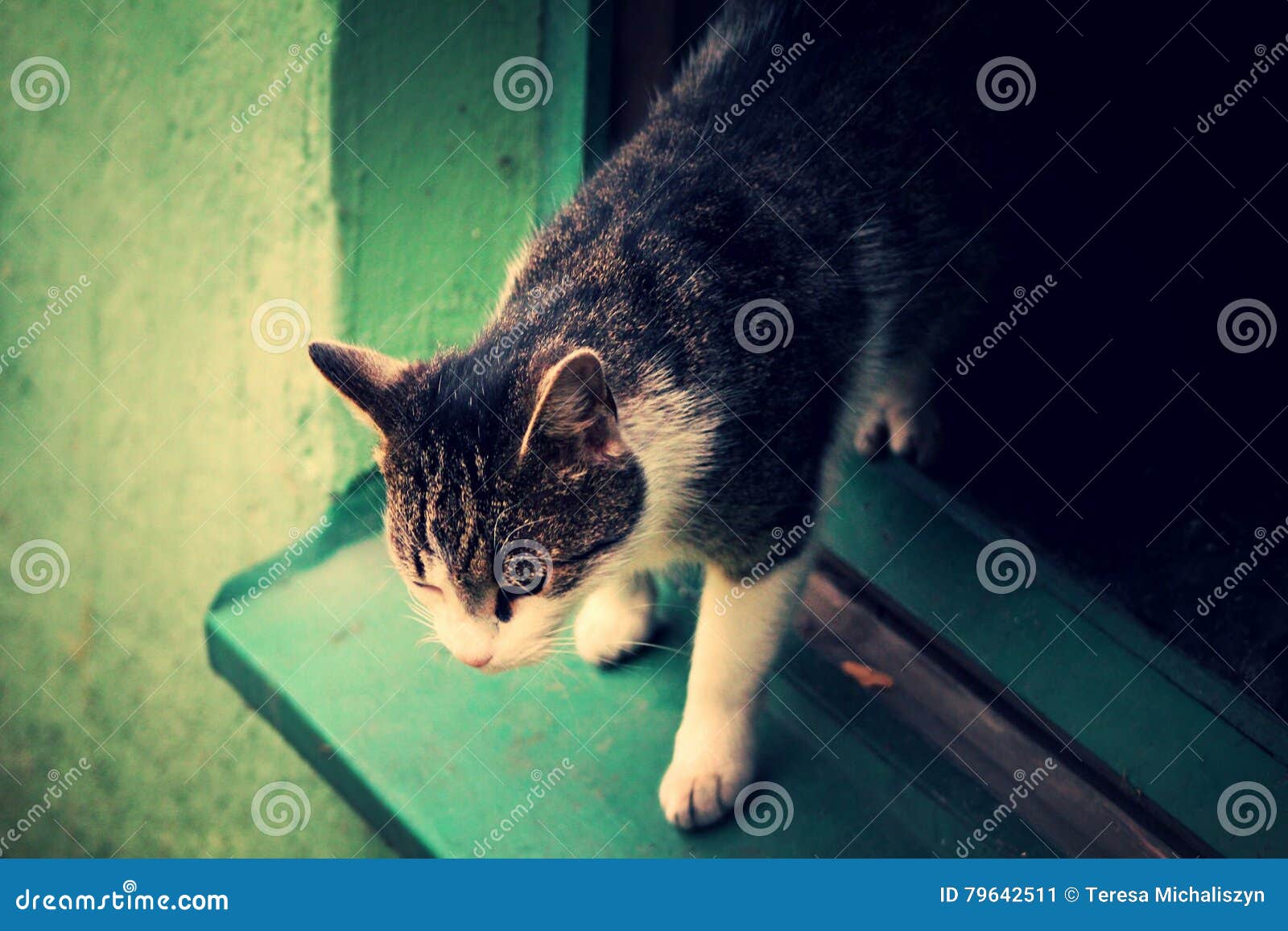 View cat walking on the tiles