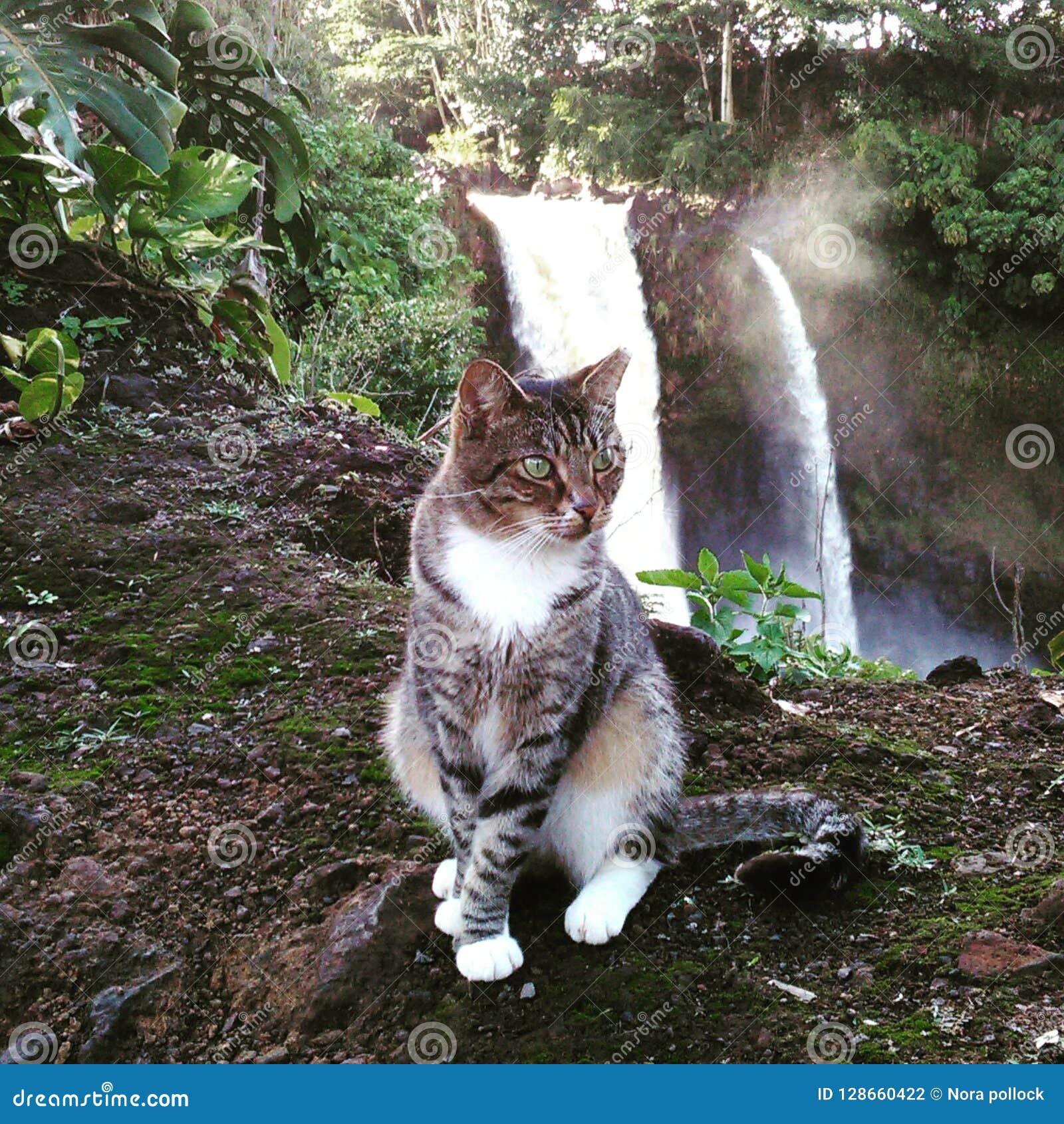 A Cat Visiting the Waterfall Stock Photo Image of eyes, rainbow