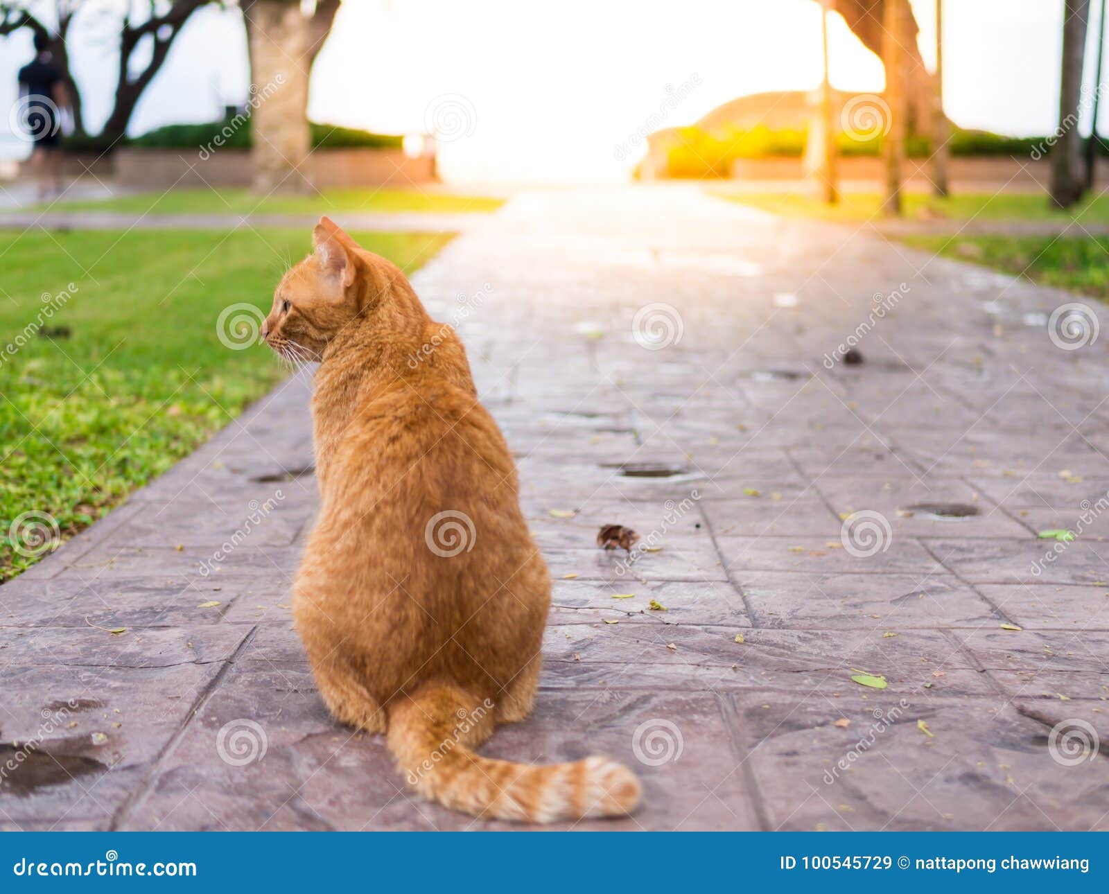  Cat  wait  for the owner  stock image Image of overweight 