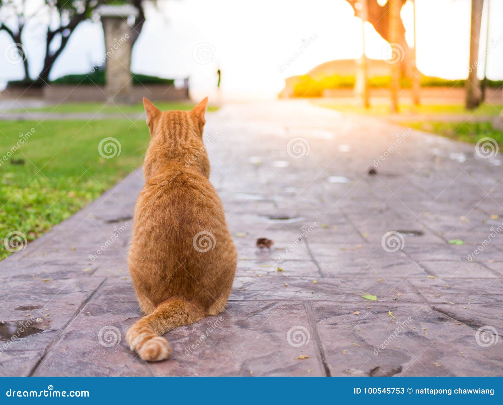  Cat  wait  for the owner  stock image Image of nature 