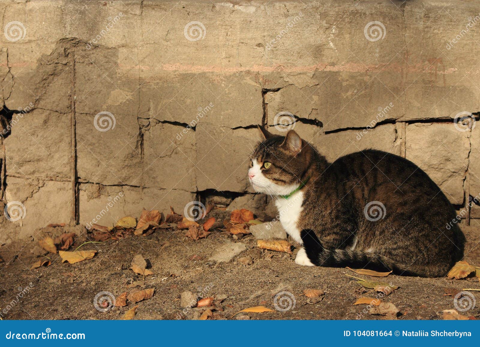  Cat  Waiting  For Its Owner  Against Concrete Grey Wall And 