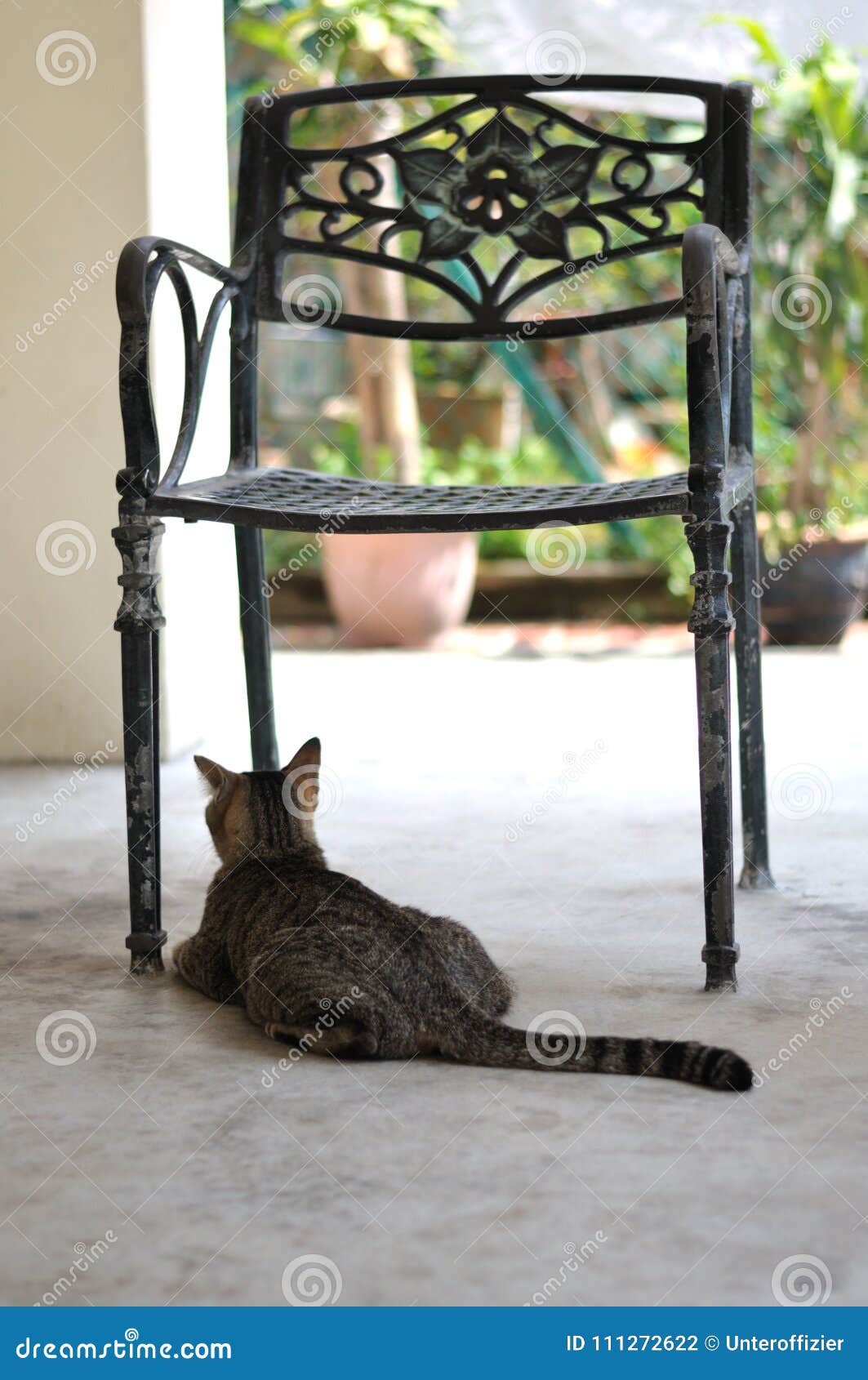 A Cat  Waiting  For Its Owner  Stock Photo Image of depart 