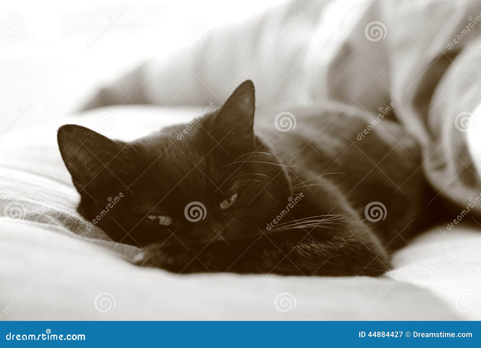 Cat Waking Up stock image. Image of comfortable, peaceful 44884427