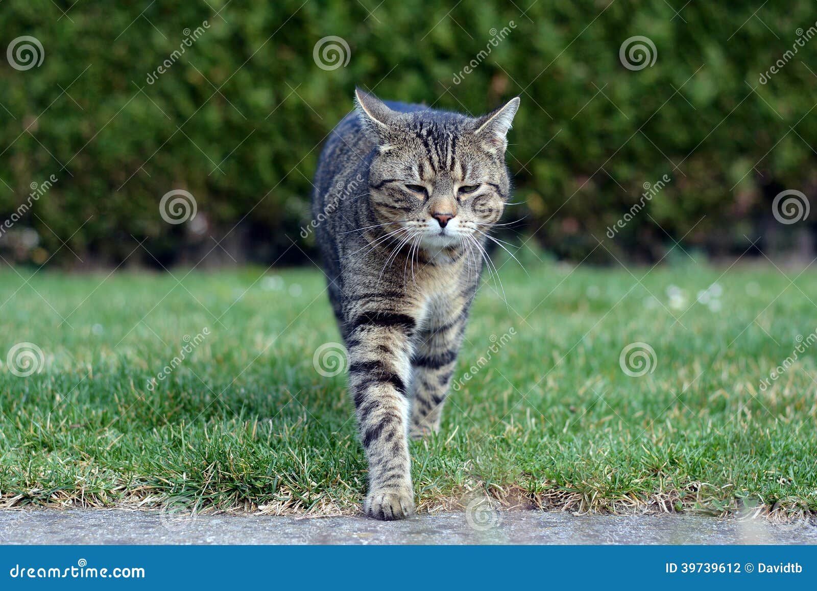 Cat walk stock photo. Image of kitty, killer, pretty 39739612