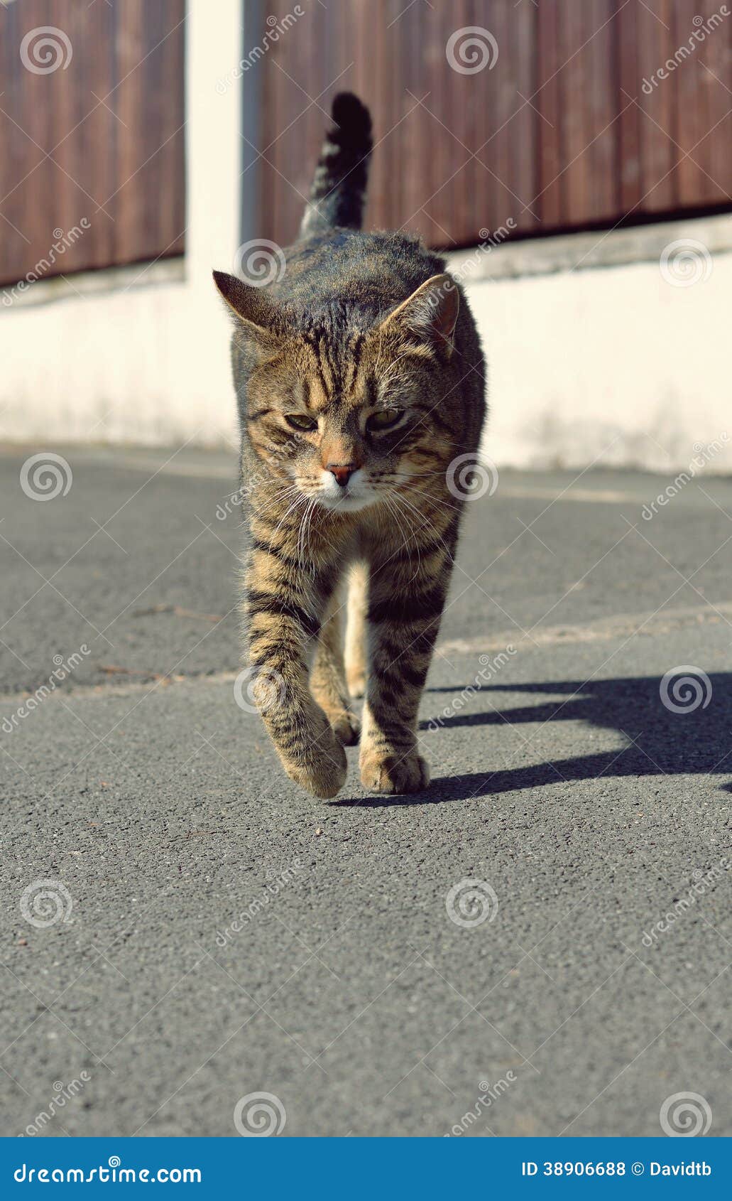 Cat walk around stock photo. Image of beautiful, hunter 38906688