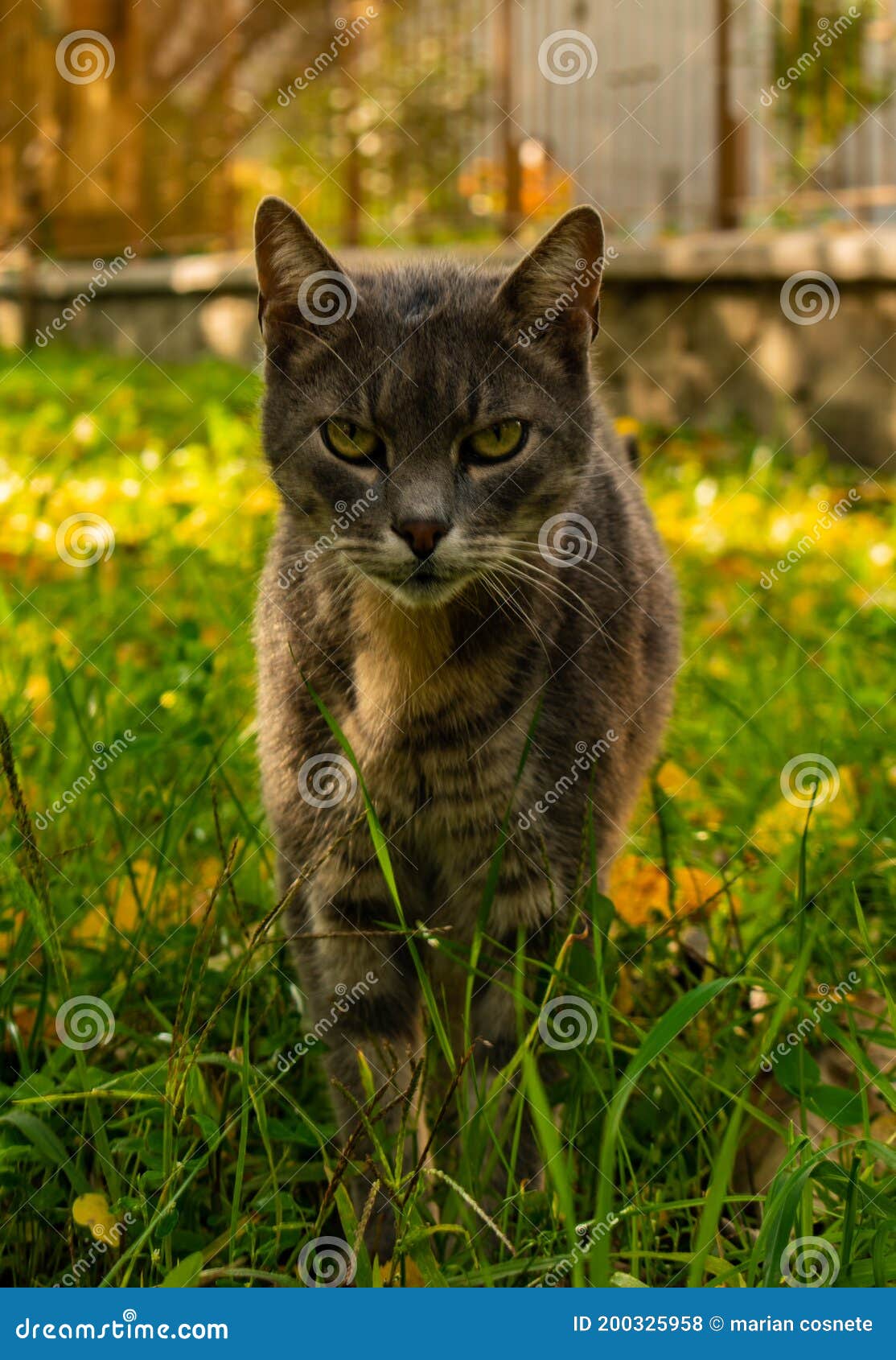 Cat walk on the grass stock photo. Image of flower, carnivore 200325958
