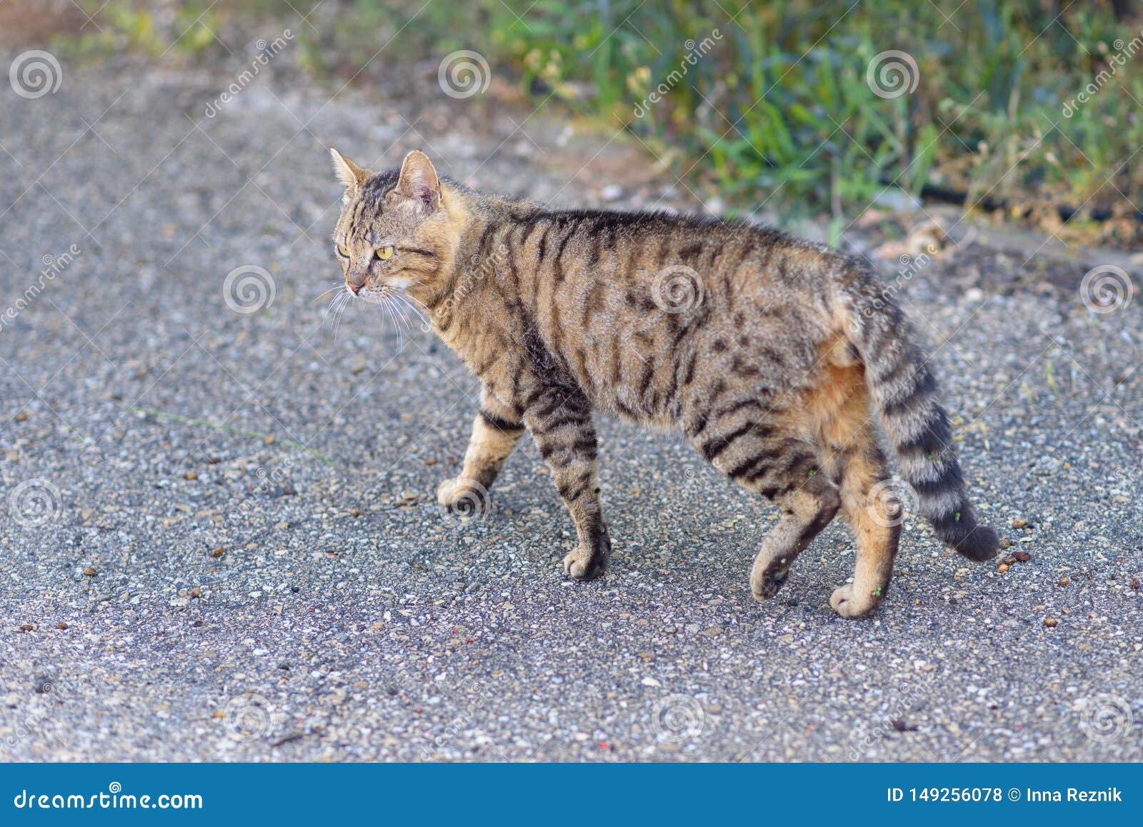 Cat Walking Down the Street. Stock Photo Image of looking, road