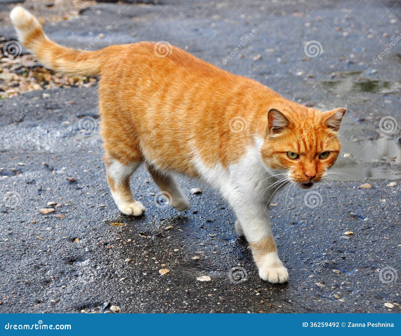  Cat  walking  stock photo Image of ginger breed itches 