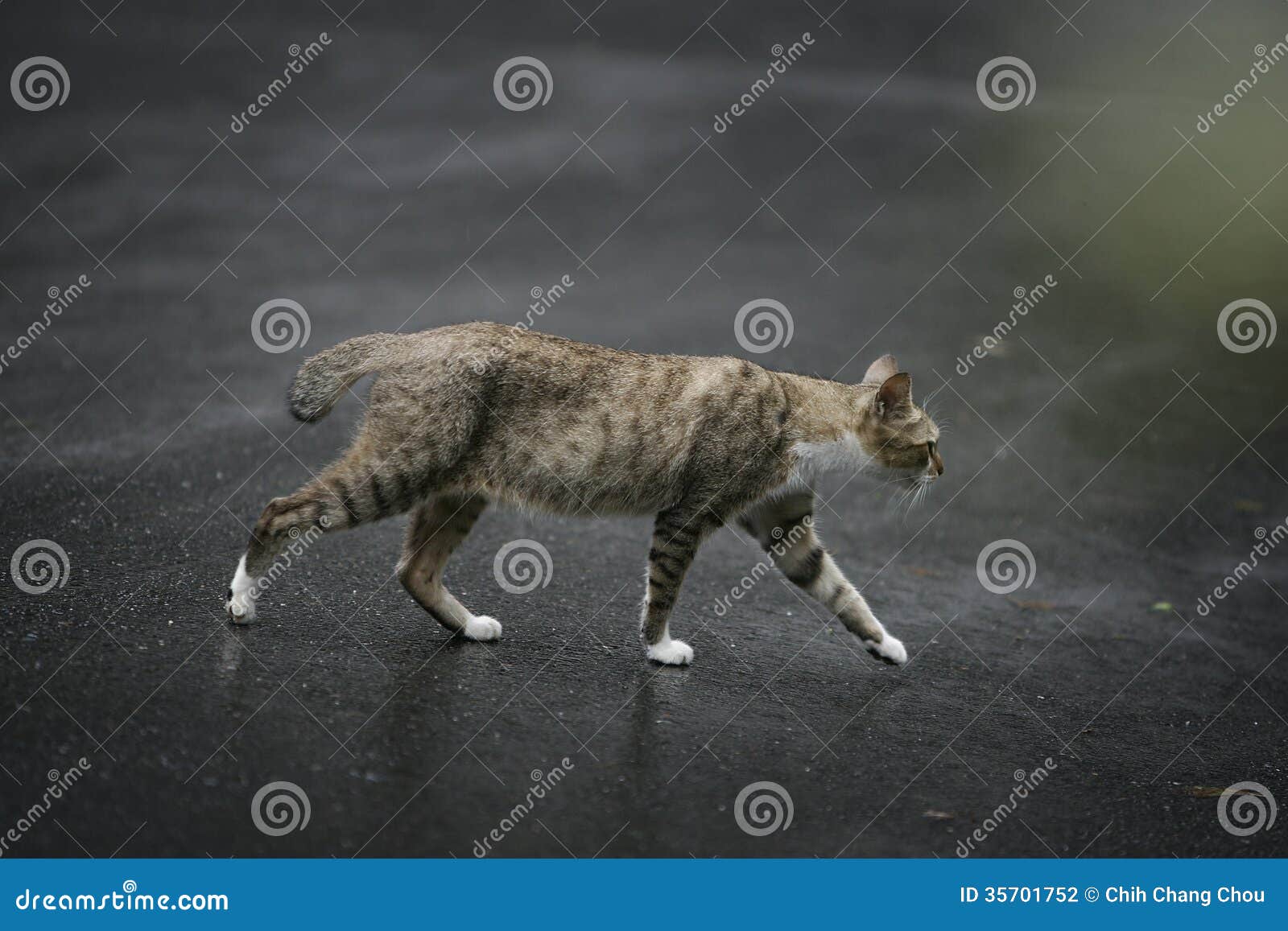 Cat walking outdoors stock photo. Image of single, side 35701752