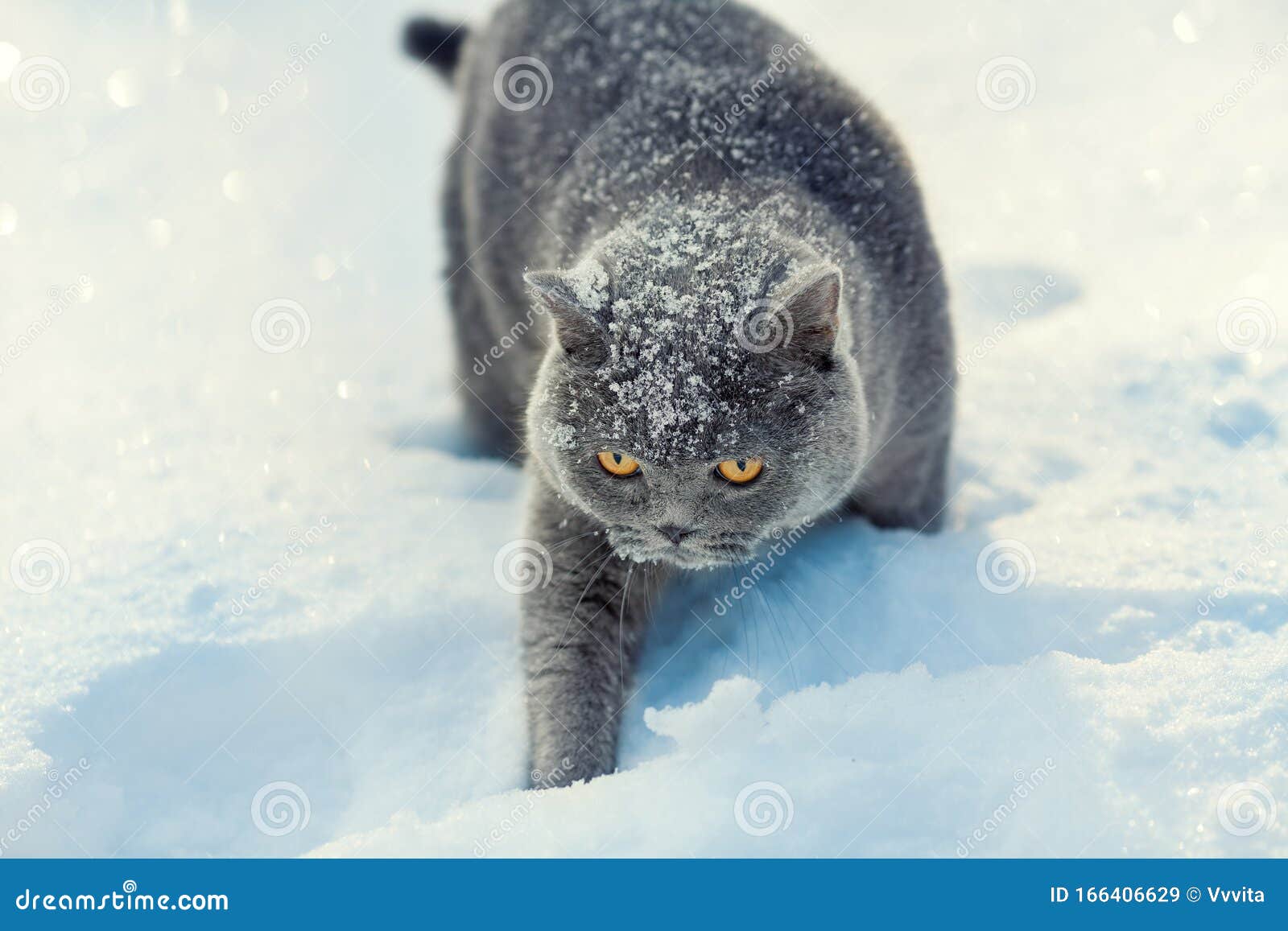 Cat walking in snow stock image. Image of covered, nature 166406629