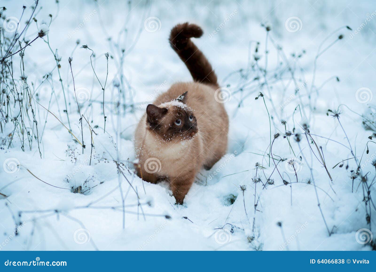 Cat walking in snow stock photo. Image of frost, cover 64066838