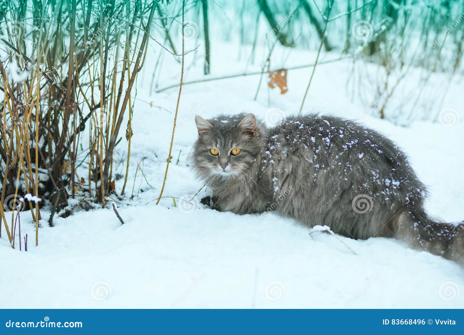 Cat walking in snow stock photo. Image of frost, outside 83668496
