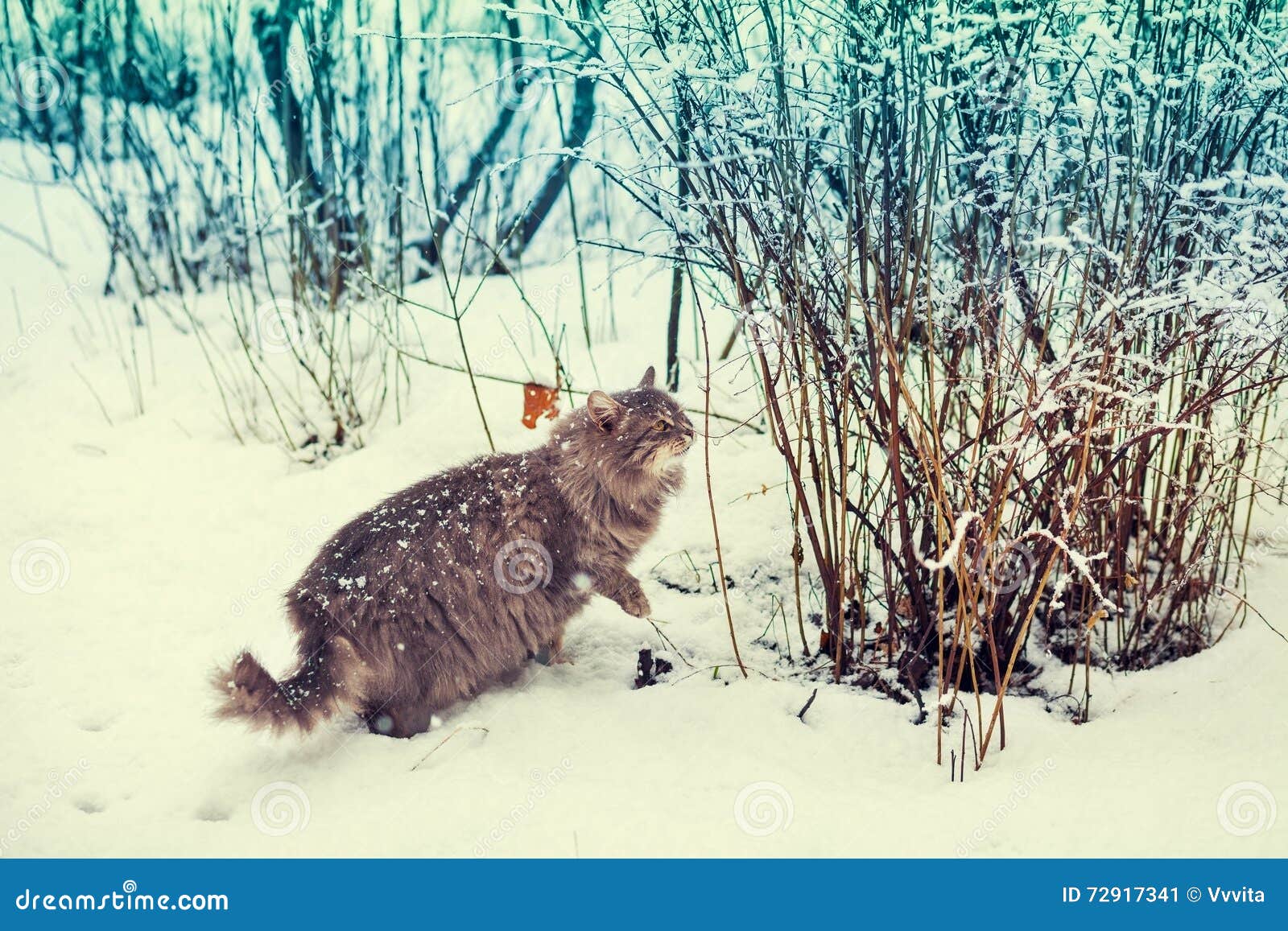 Cat walking in snow stock image. Image of cold, kitten 72917341