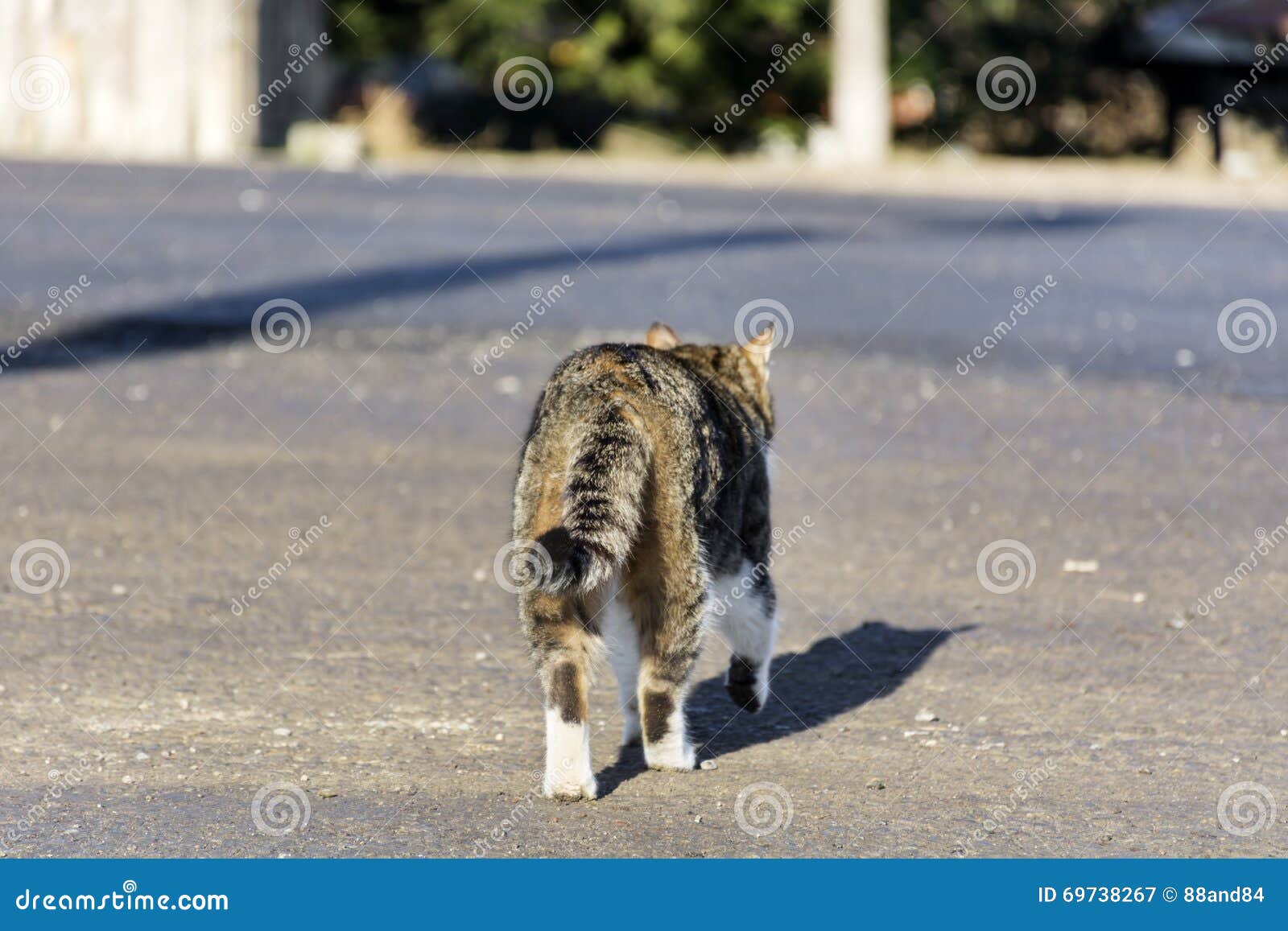 Cat walking on the street stock image. Image of healthy 69738267