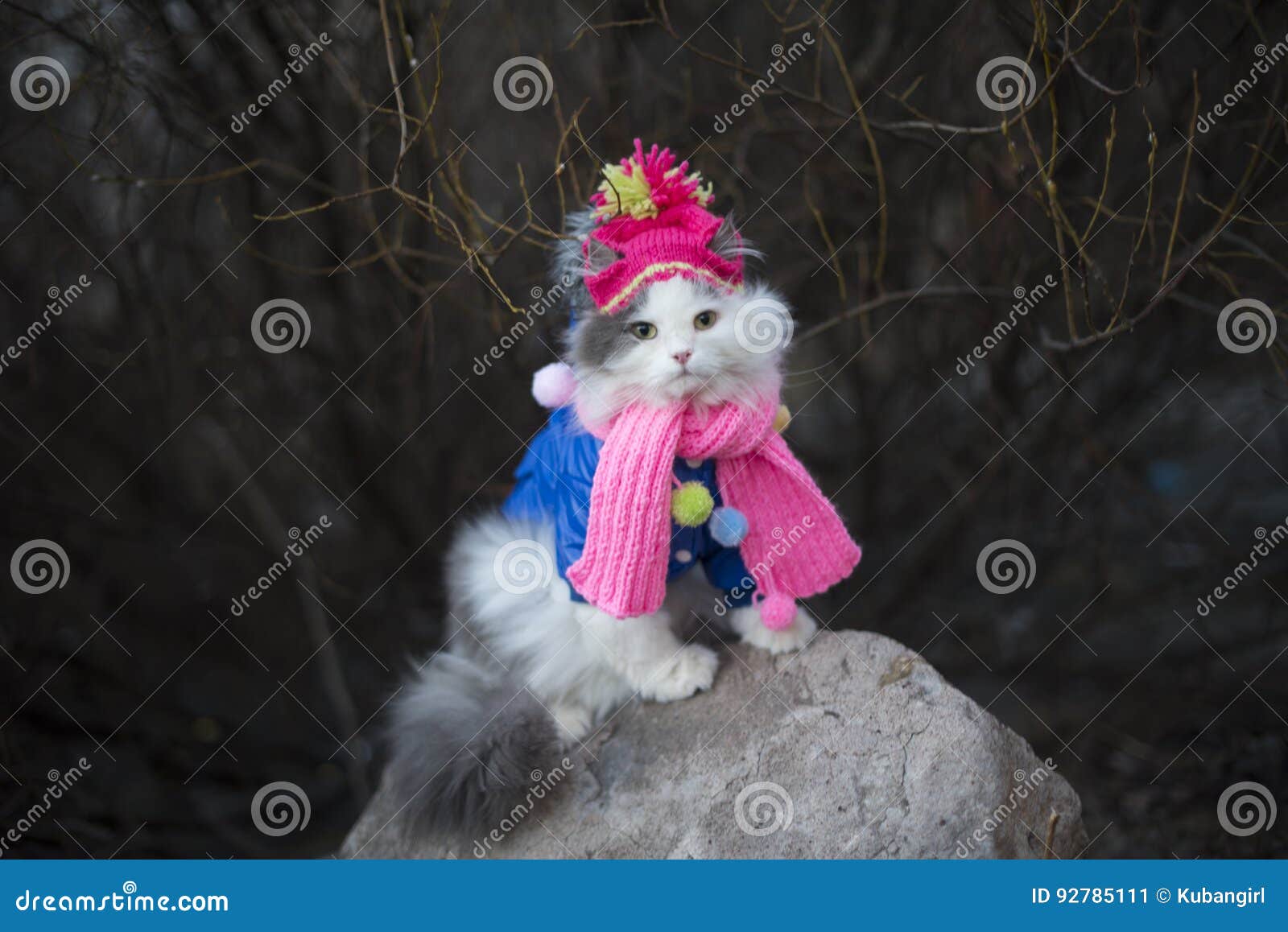 Cat in Warm Clothes Waiting for Spring Stock Image Image of kitten