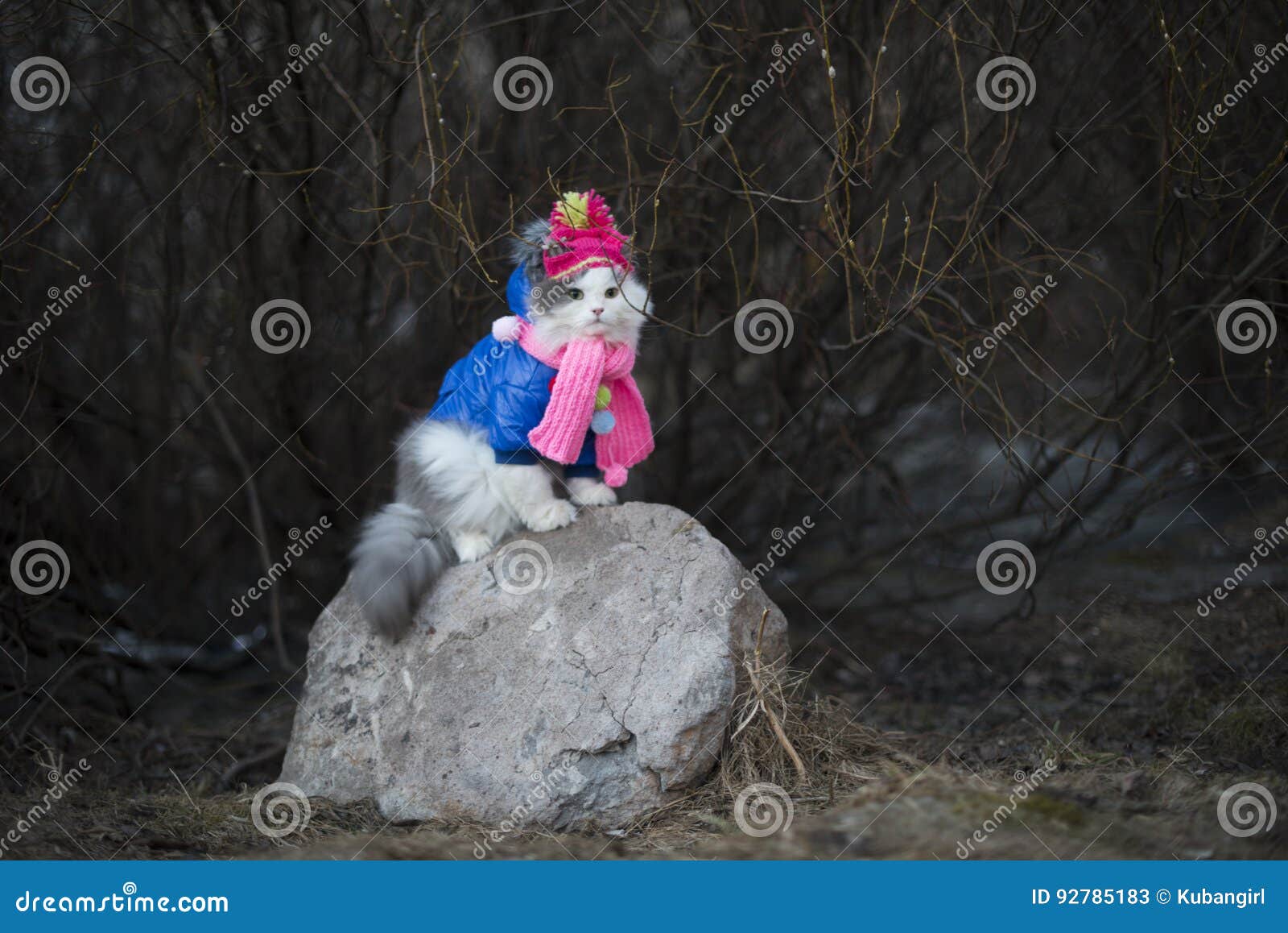 Cat in Warm Clothes Waiting for Spring Stock Image Image of heat