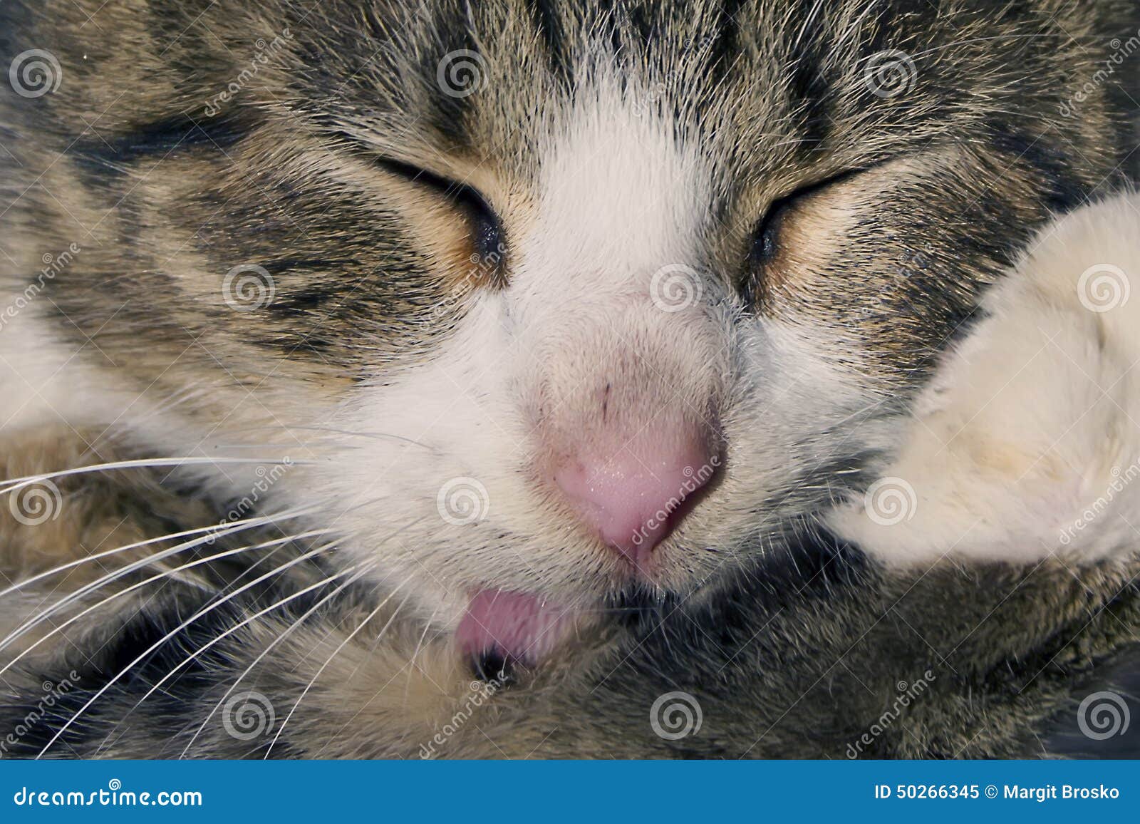 Cat wash stock image. Image of pets, domestic, city, kitten 50266345