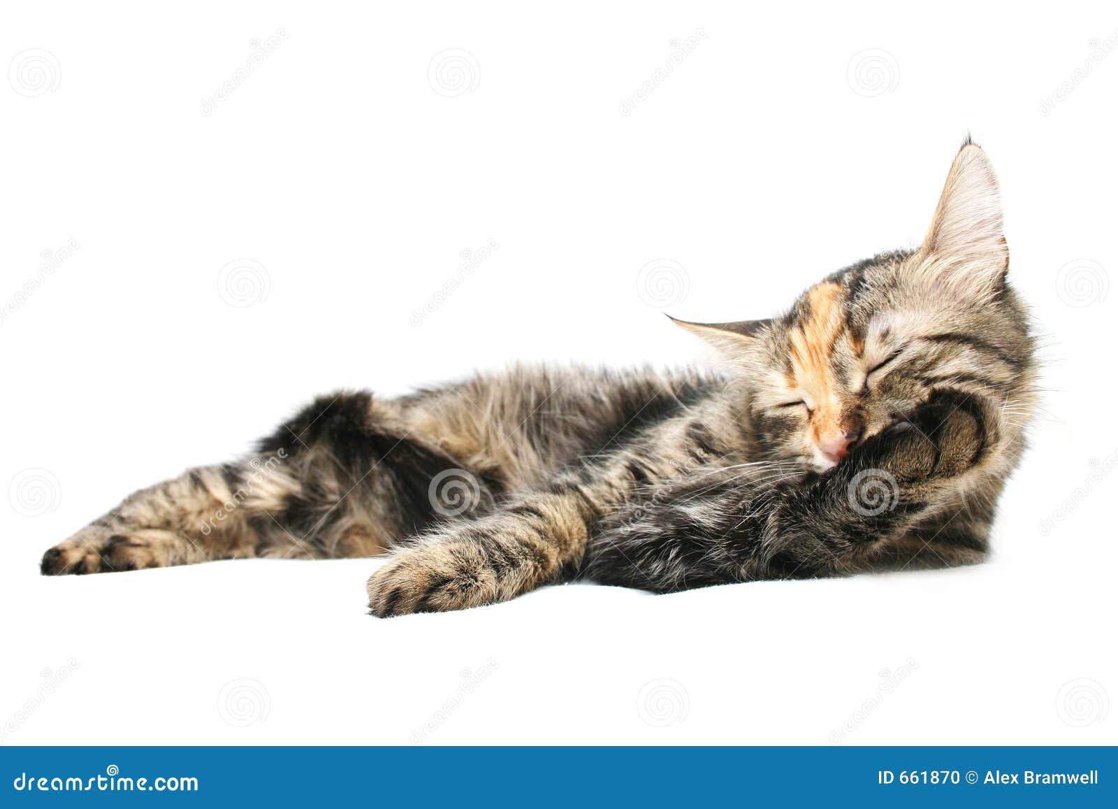 Cat Washing stock photo. Image of hairy, isolated, white 661870