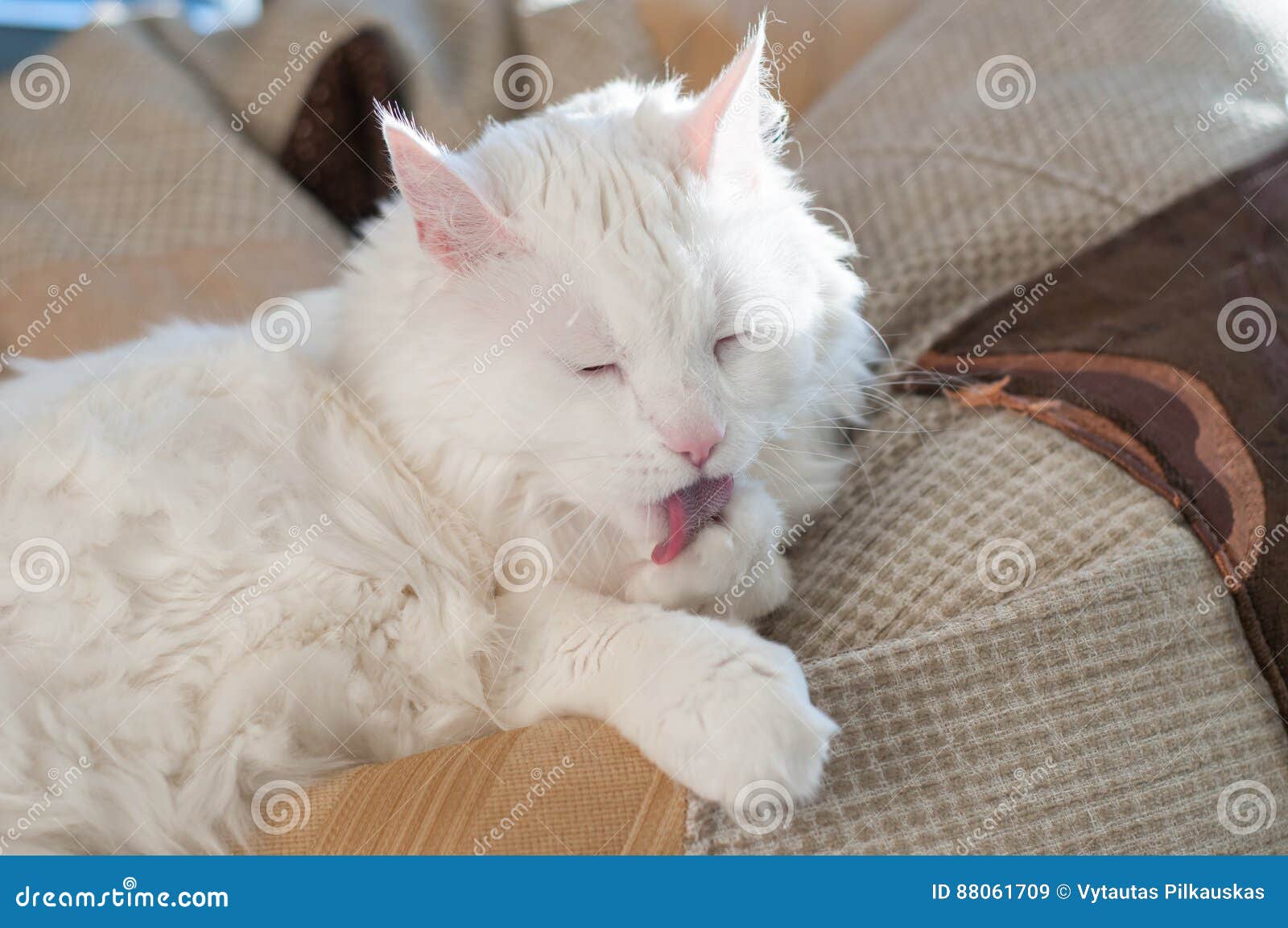 Cat washing stock image. Image of washing, relax, comfortable 88061709
