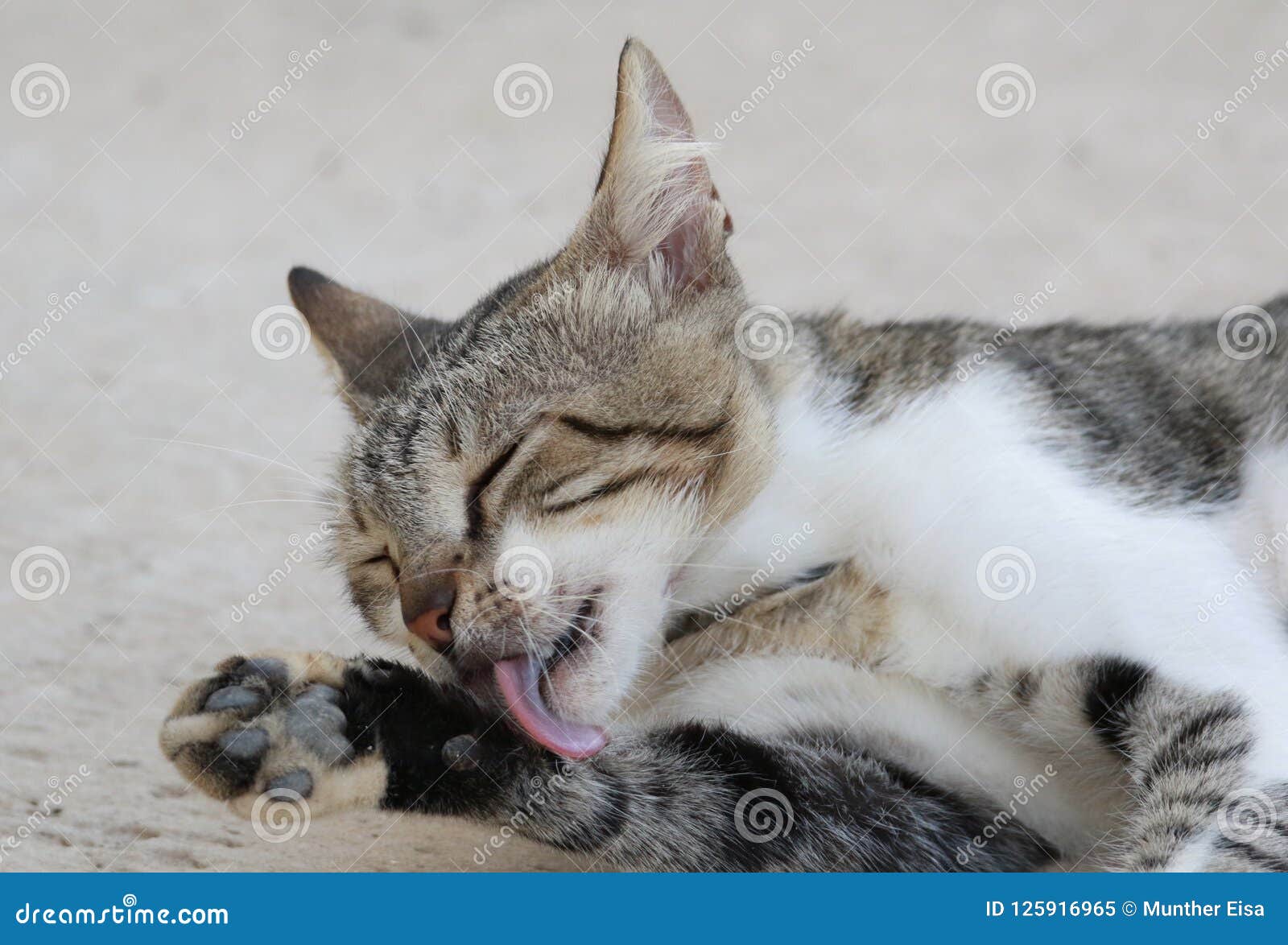 A cat washing.. stock image. Image of washing, closed 125916965