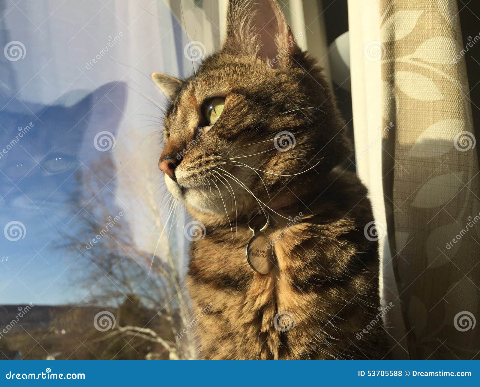 Cat watch editorial stock photo. Image of looking, birds 53705588