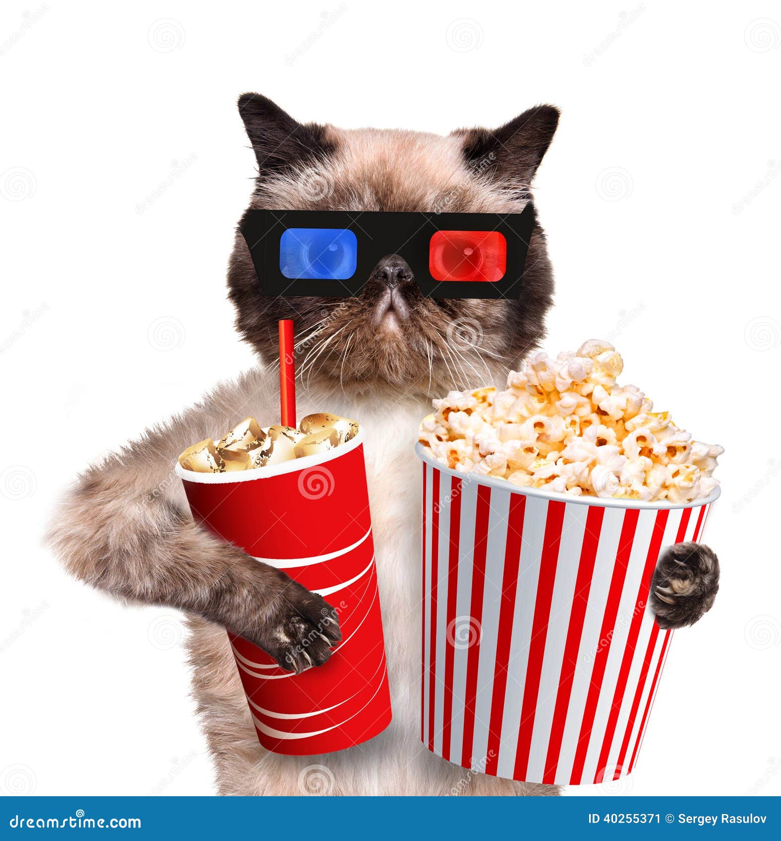 Cat watching a movie stock image Image of beverage Cat watching a movie stock image Image of beverage