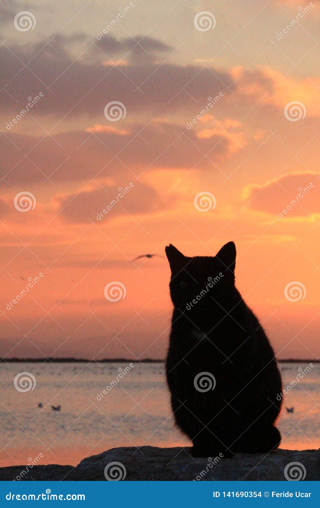 Sunset Cat🤗 : r/cats