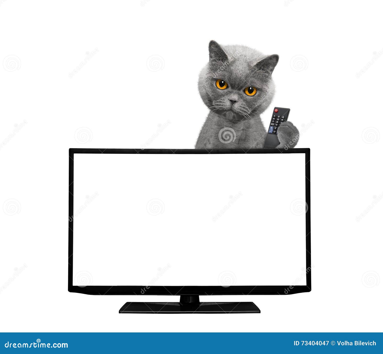 Cat watching television stock image. Image of film, channel 73404047