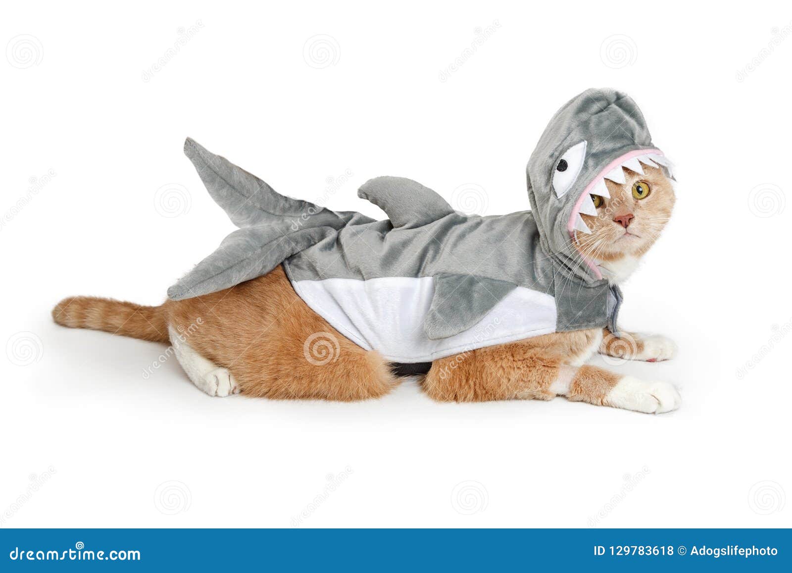 cat wearing funny shark halloween costume