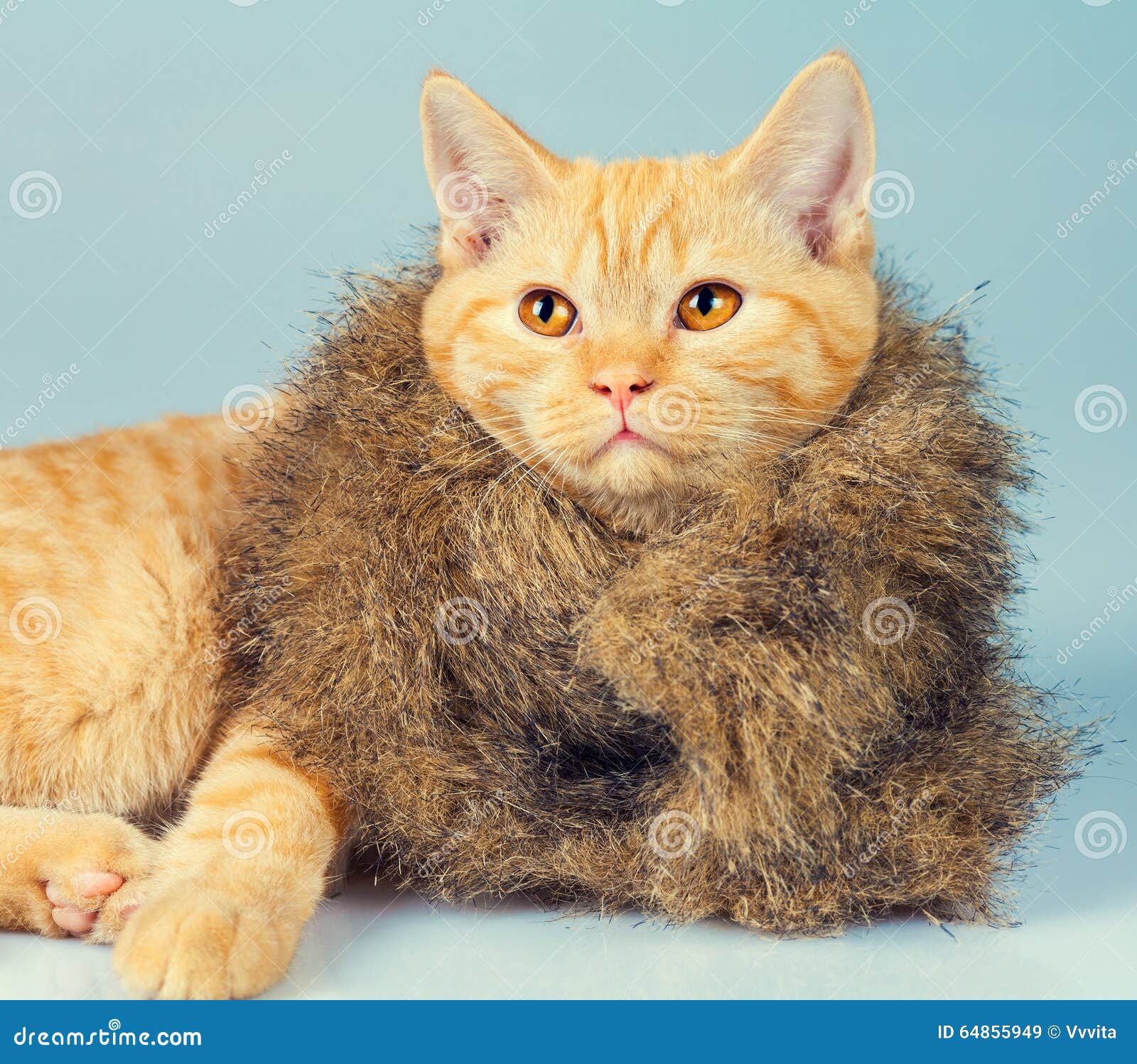 Cat wearing fur coat stock image. Image of feline, wearing 64855949