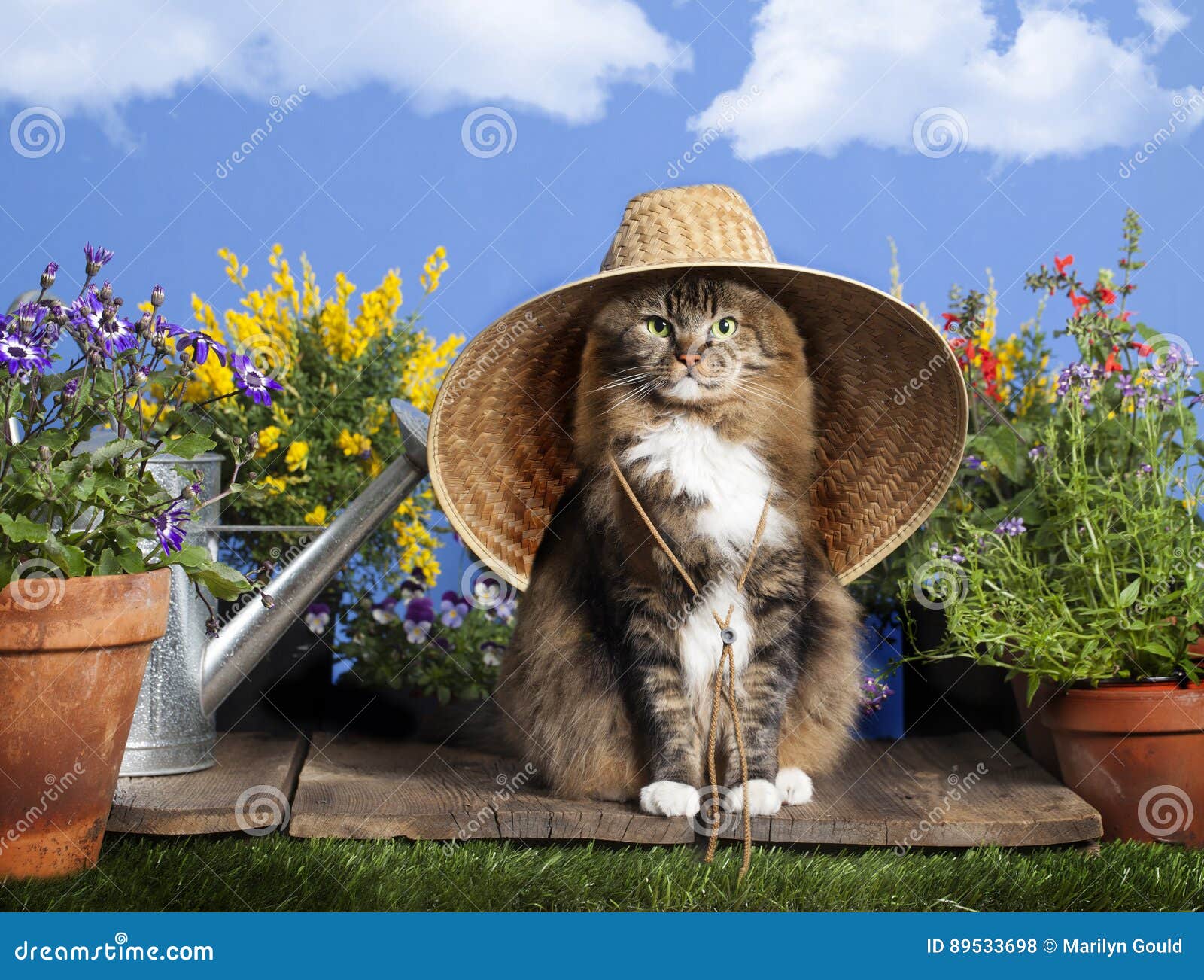 cat wearing gardening hat