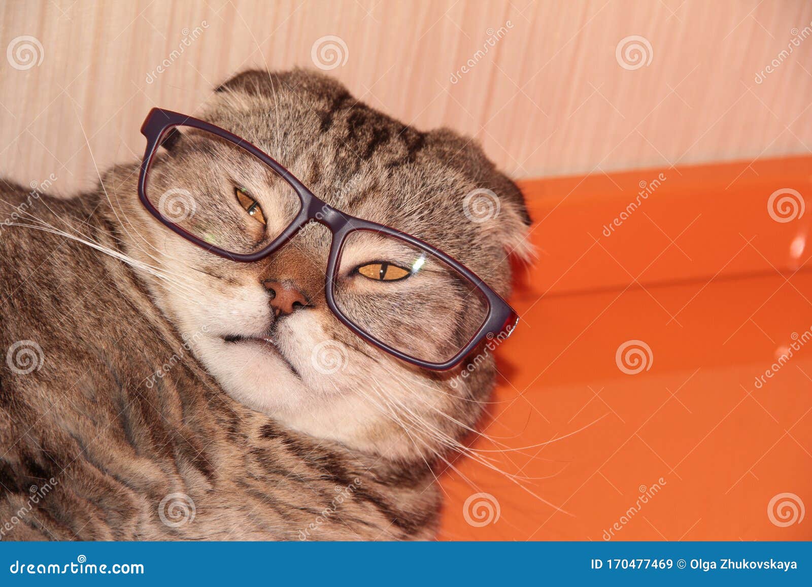 The cat is wearing glasses stock image. Image of university 170477469