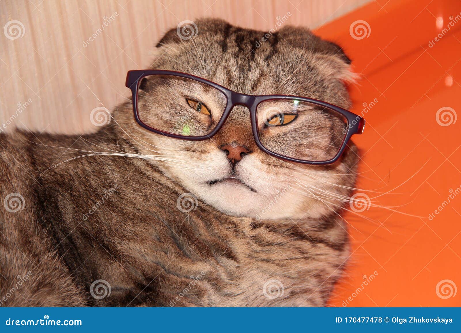 The cat is wearing glasses stock photo. Image of lesson 170477478