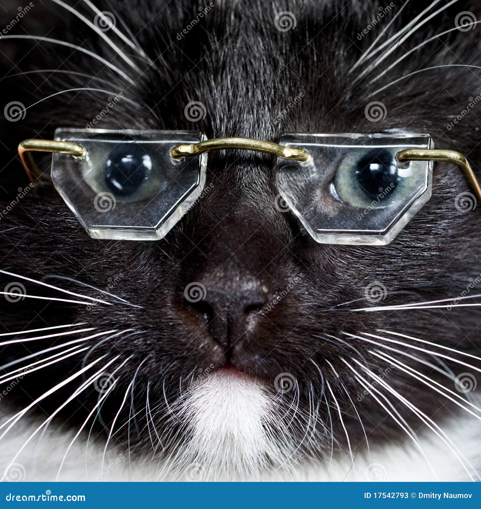 Cat Wearing Glasses Stock Photos Image 17542793